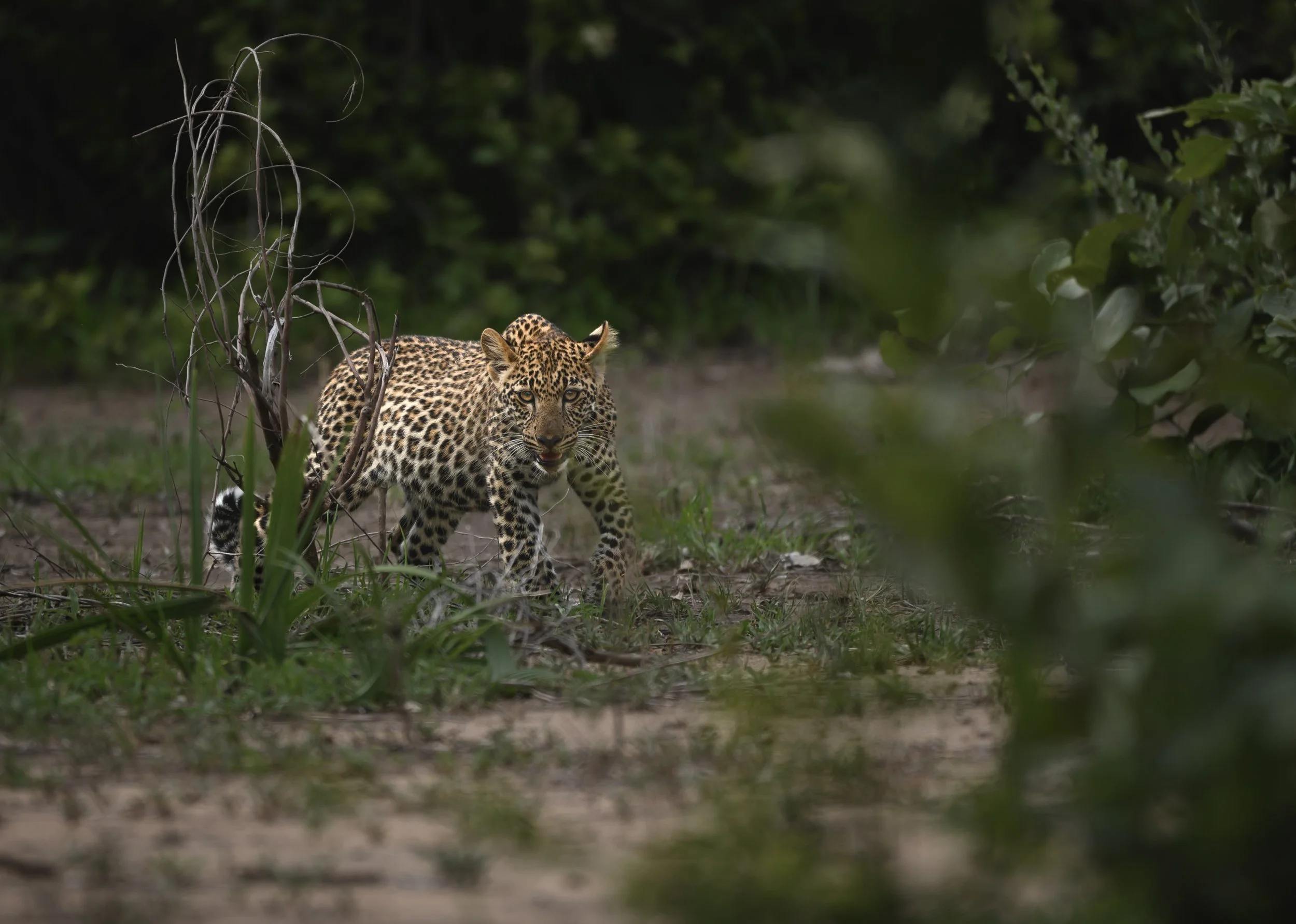 chags photography by amish chhagan fine art prints wildlife photography14.jpg