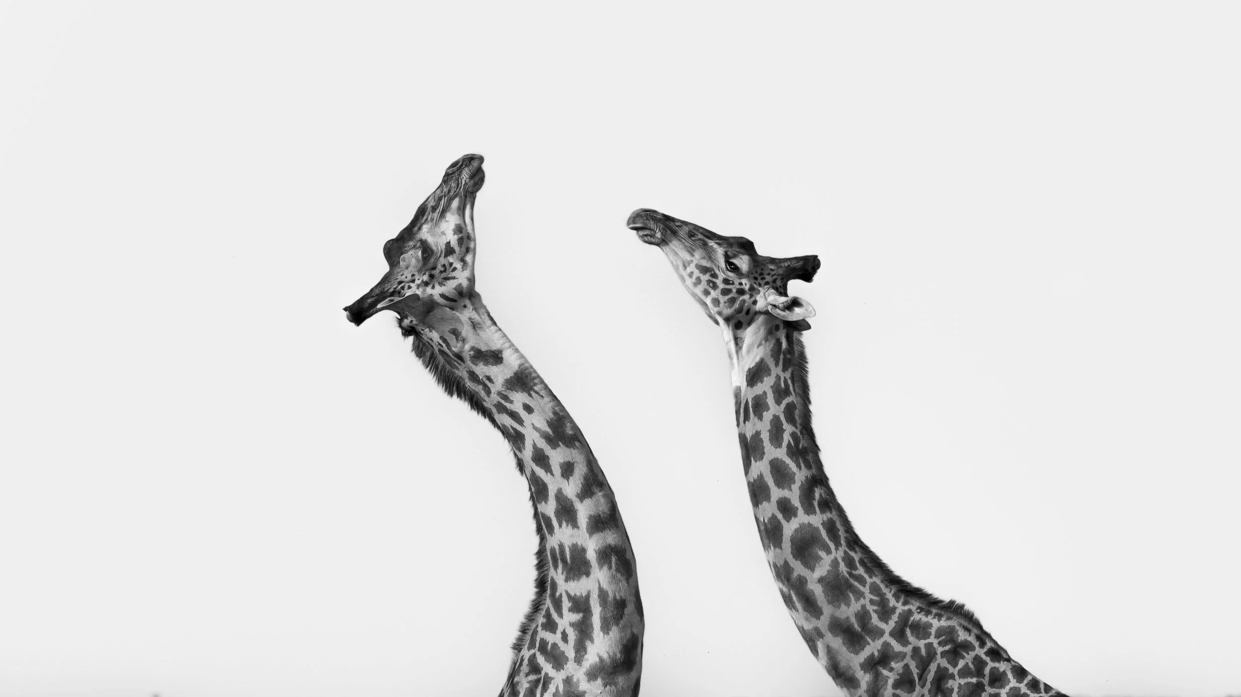 Two giraffes necking against a white sky, high-key black and white, Kenya. Abstract fine art wildlife photograph by Amish Chhagan, Chags Photography.