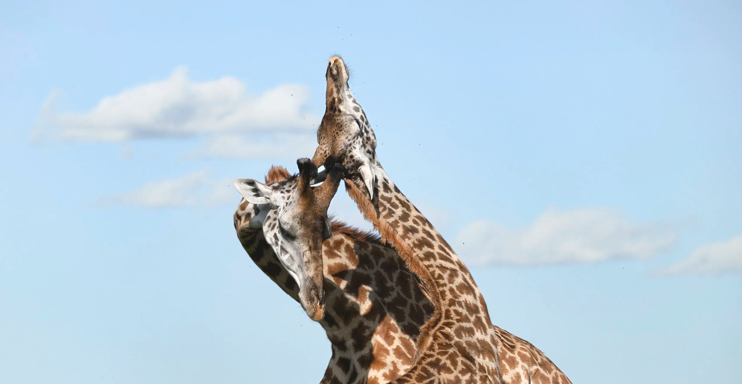 chags photography by amish chhagan fine art prints wildlife photography