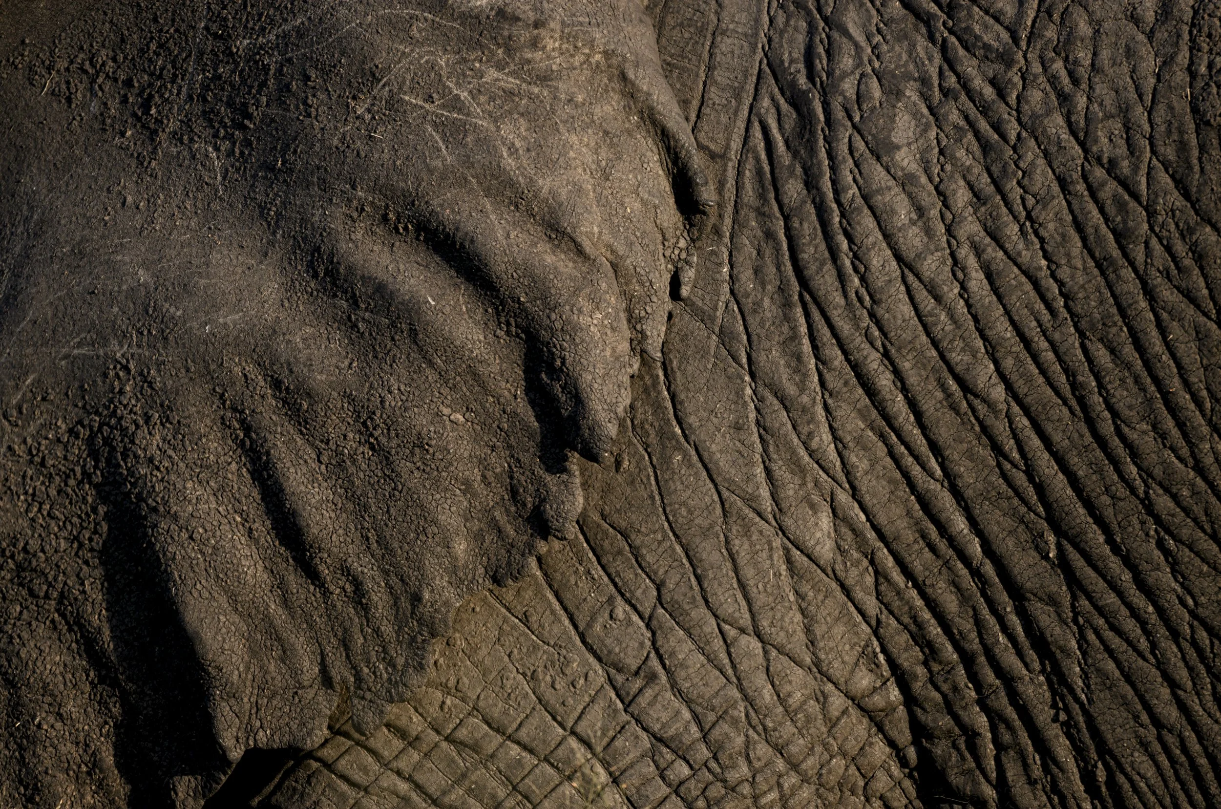 Close-up of wrinkled elephant skin texture, Kenya. Abstract fine art wildlife photograph by Amish Chhagan, Chags Photography.