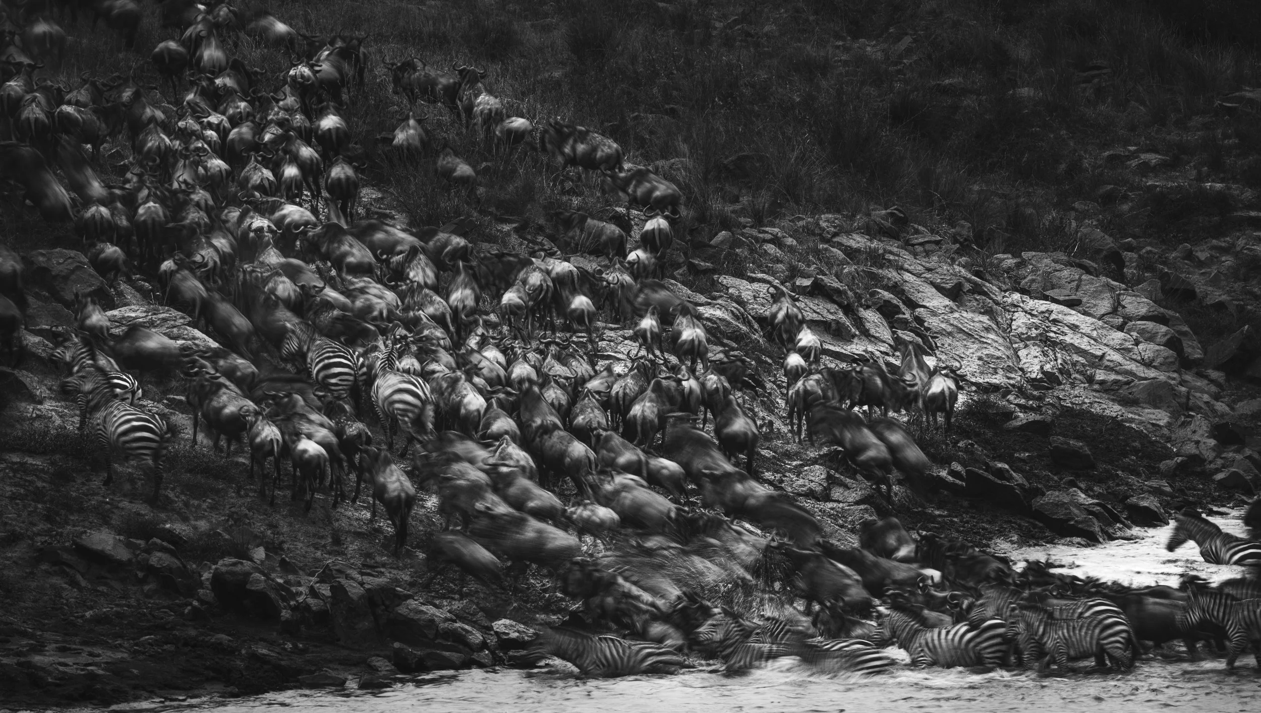 Blurred Vision: wildebeest and zebra of the great migration in motion blur, Kenya. Abstract fine art wildlife photograph by Amish Chhagan, Chags Photography.