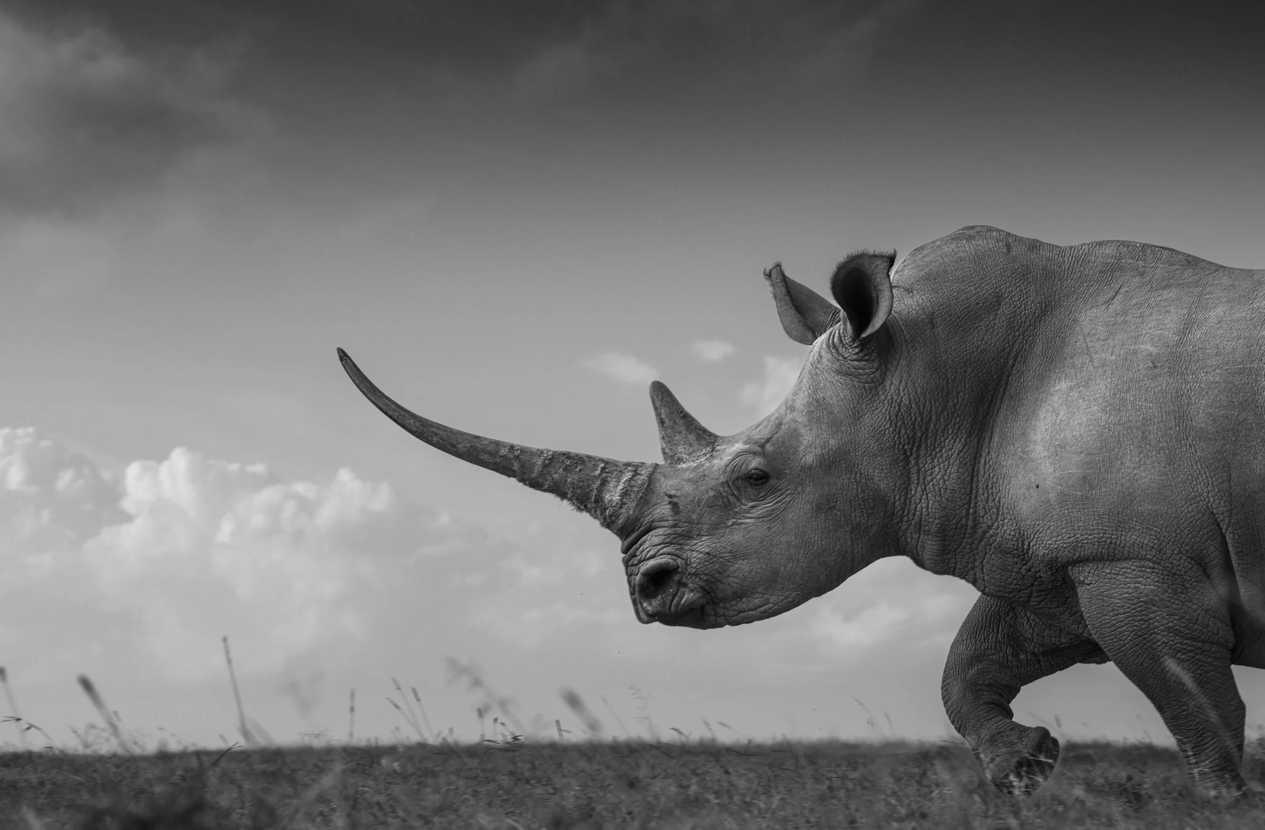 best african wildlife photo safari chags photography by amish chhagan10.jpg