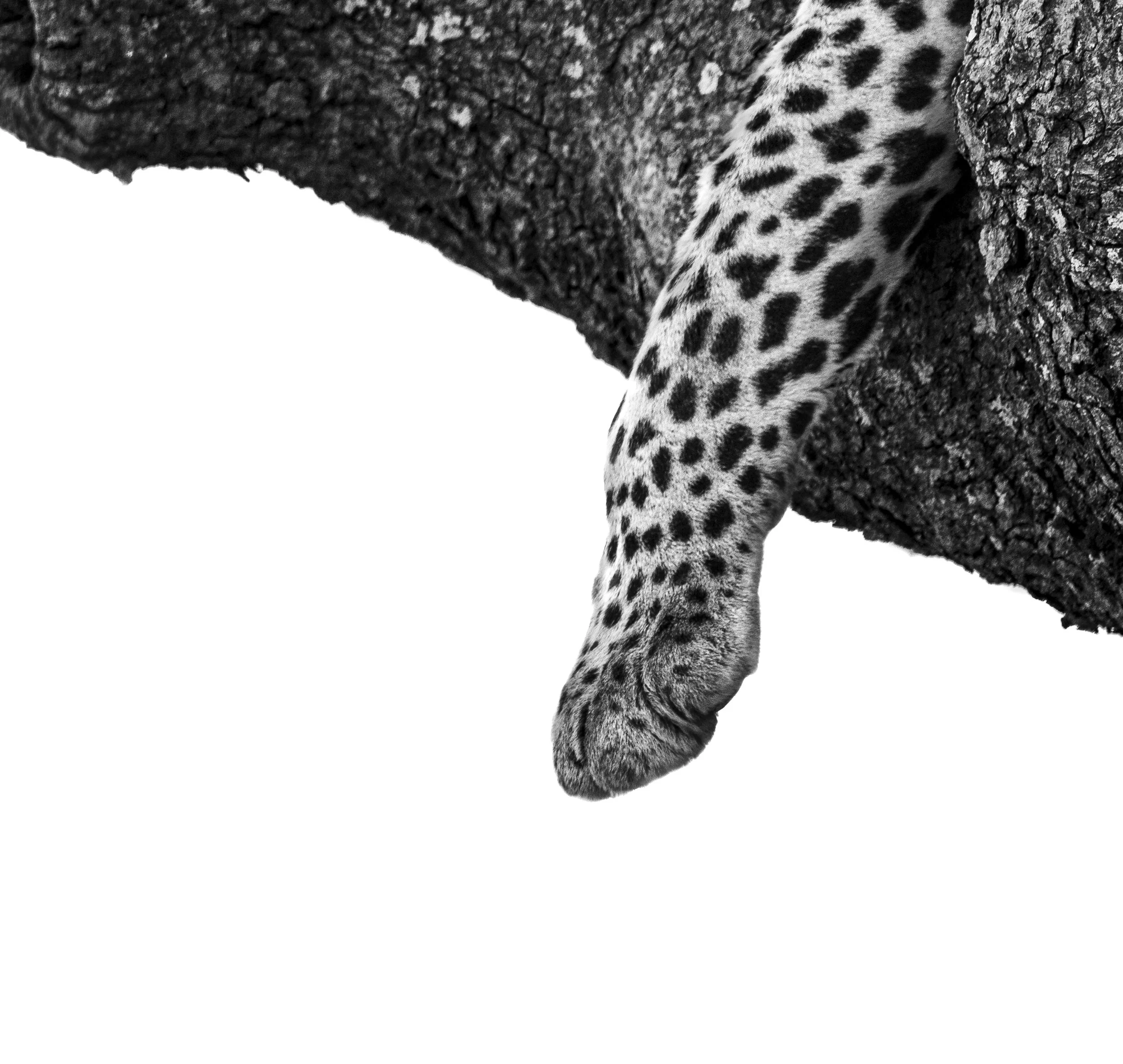 Close-up of a jaguar's paw hanging from a tree branch.