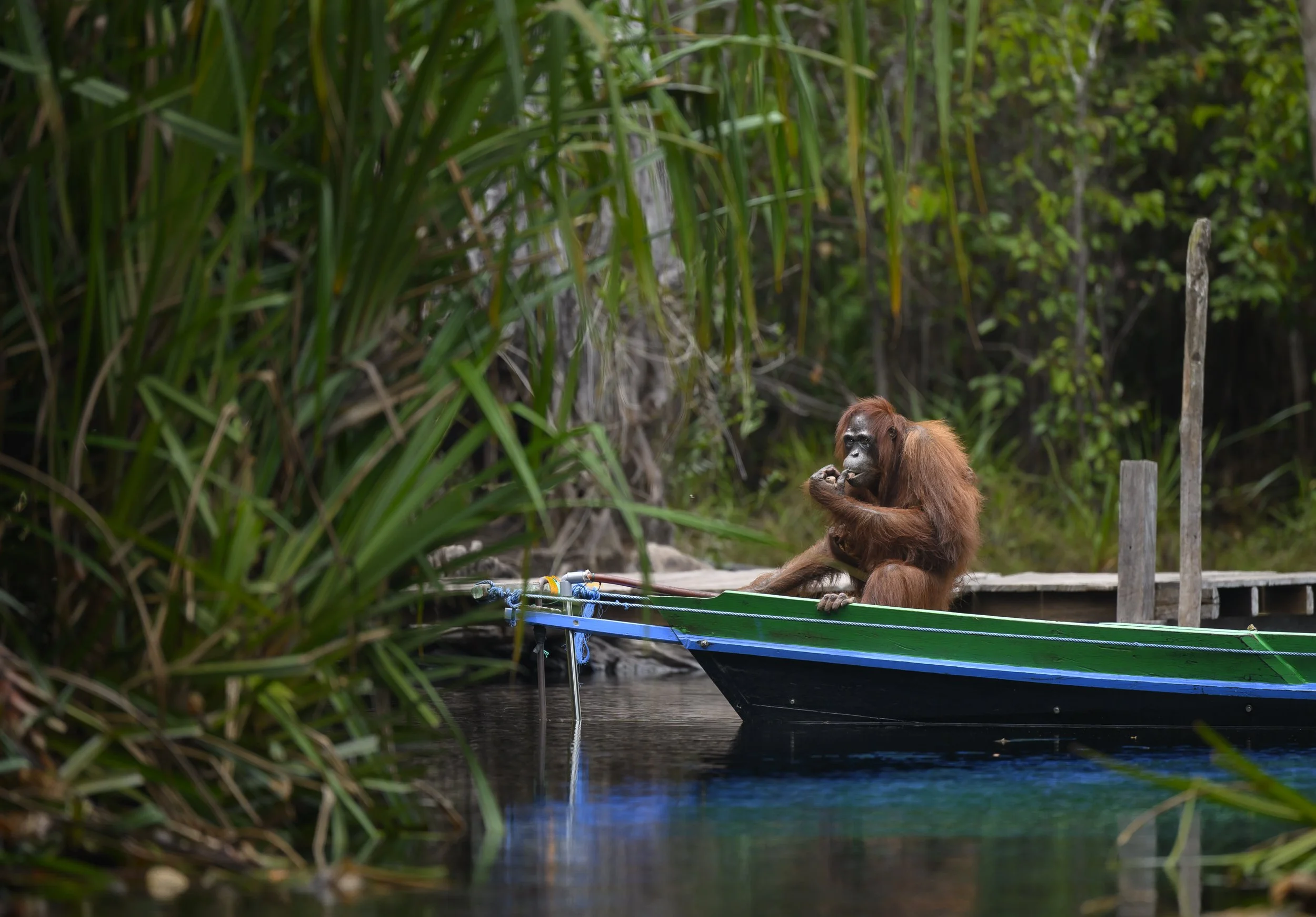 The Boat Thief: an orangutan sitting in a moored boat in the Borneo rainforest. Fine art wildlife photograph by Amish Chhagan, Chags Photography.