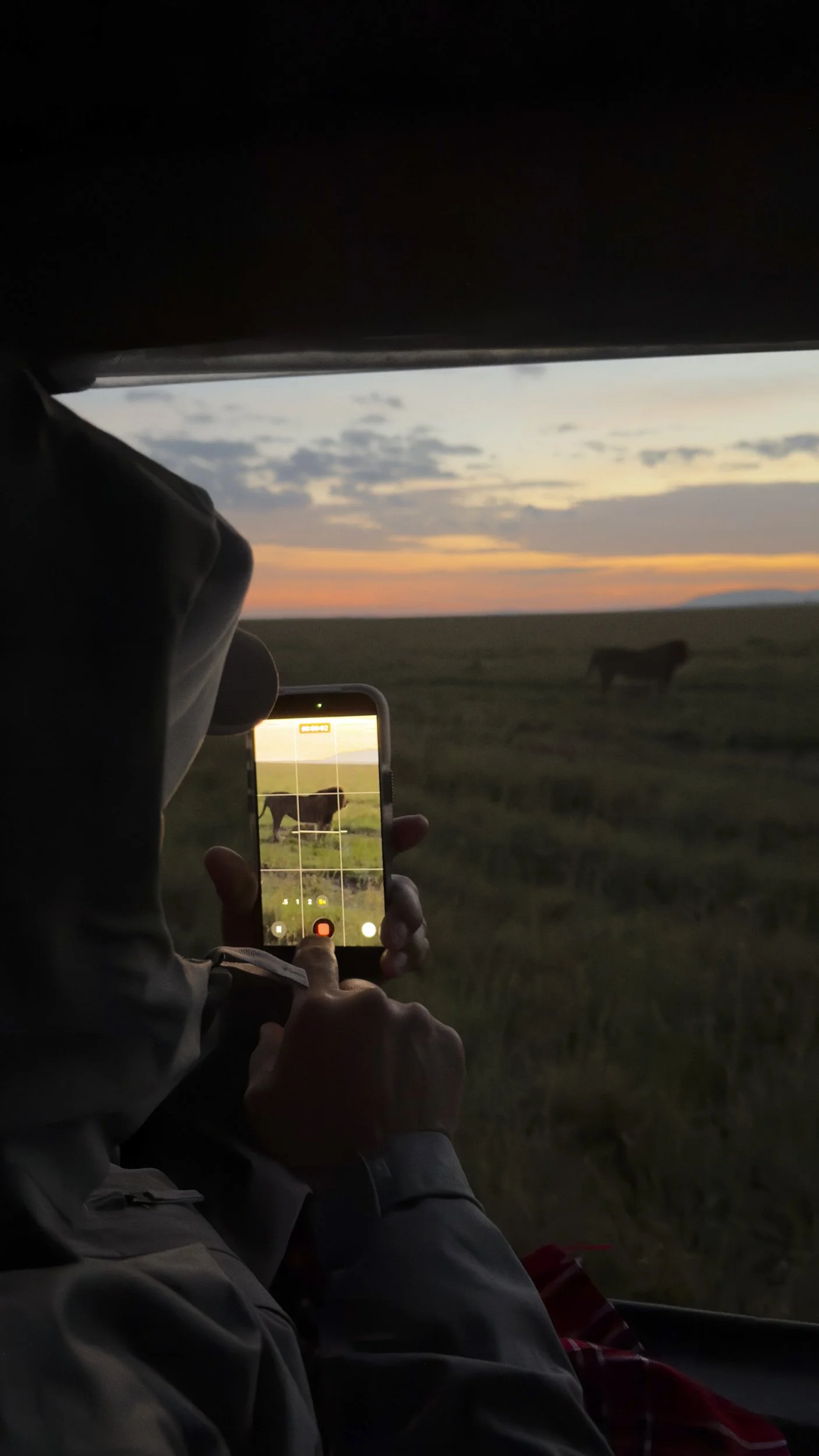 Person taking a photo of a cow through a bus window at sunset, with a smartphone showing the cow in focus.
