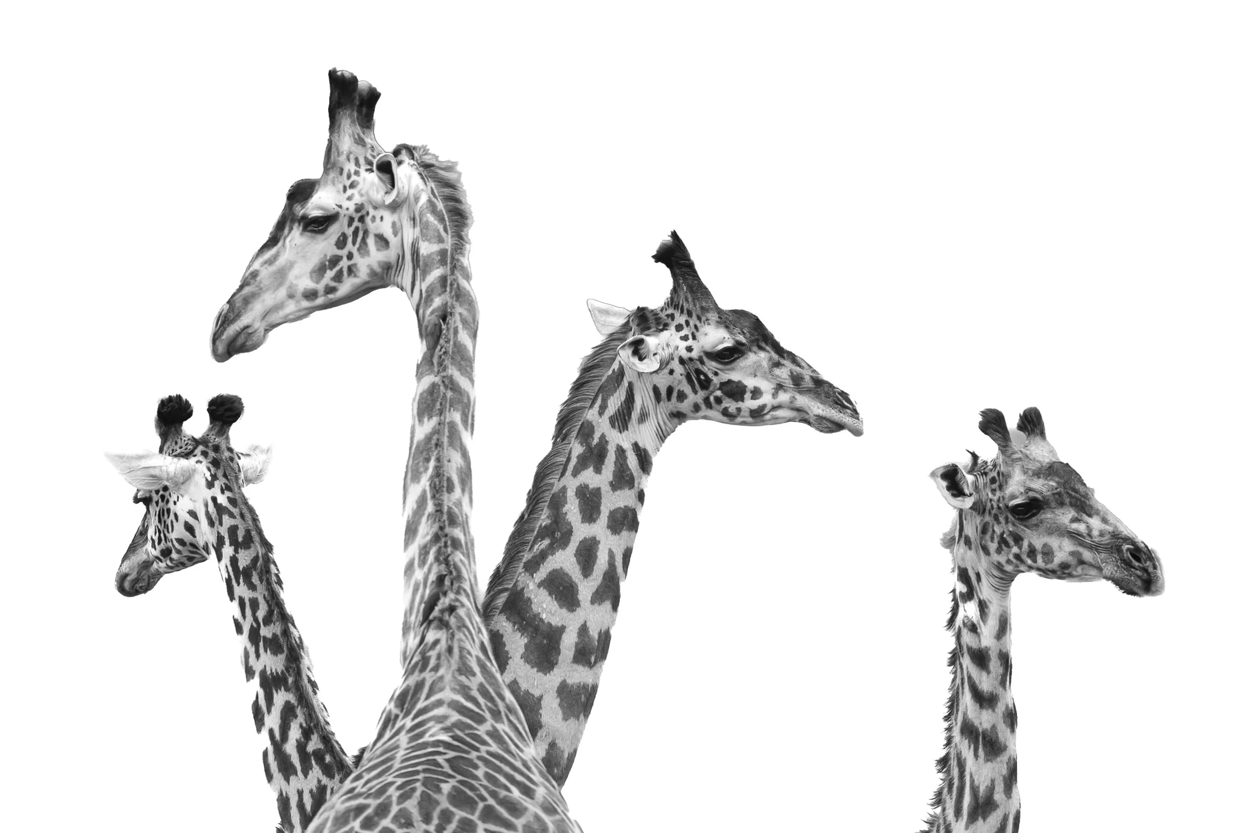 wildlife photography national geographic chags photography by amish chhagan