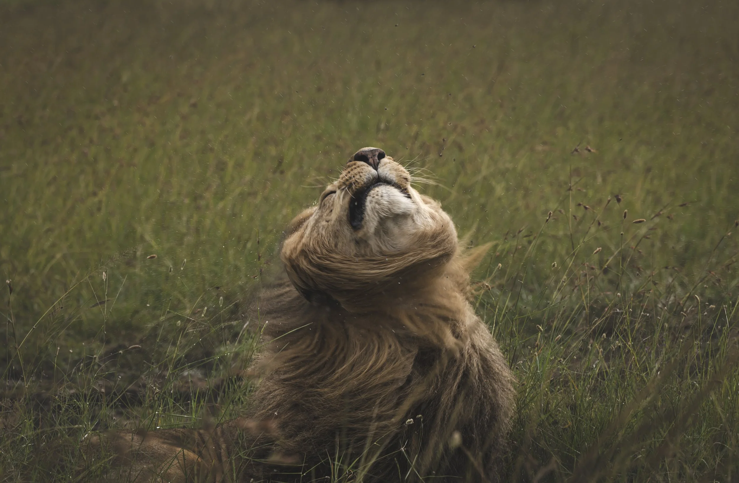lion chags photography by amish chhagan national geographic.jpg