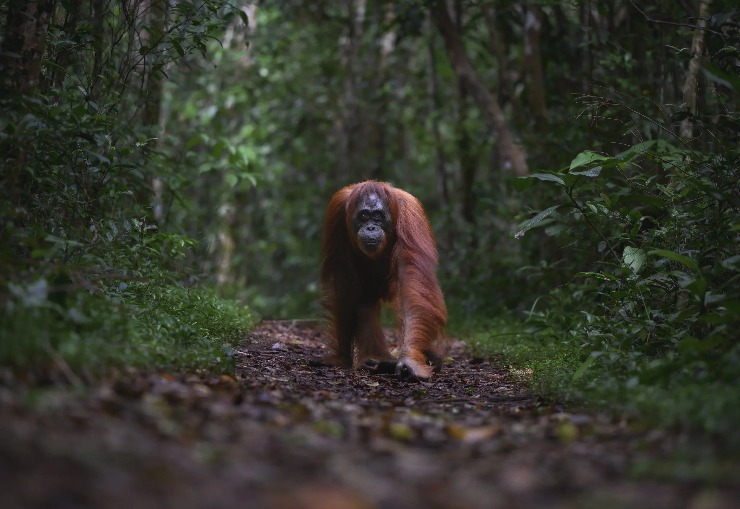 chags photography by amish chhagan fine art prints wildlife photography13.jpg