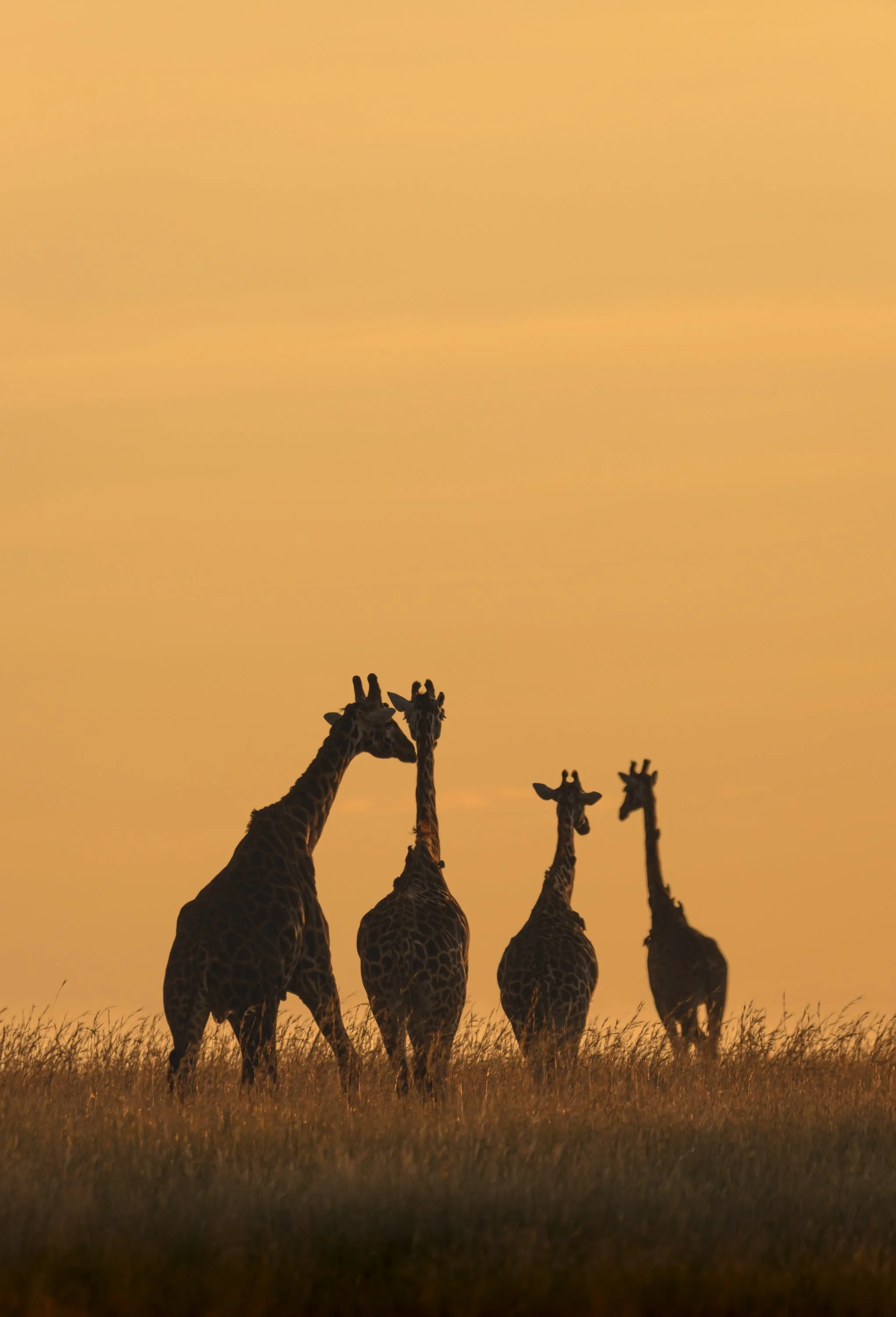 wildlife photography national geographic chags photography by amish chhagan