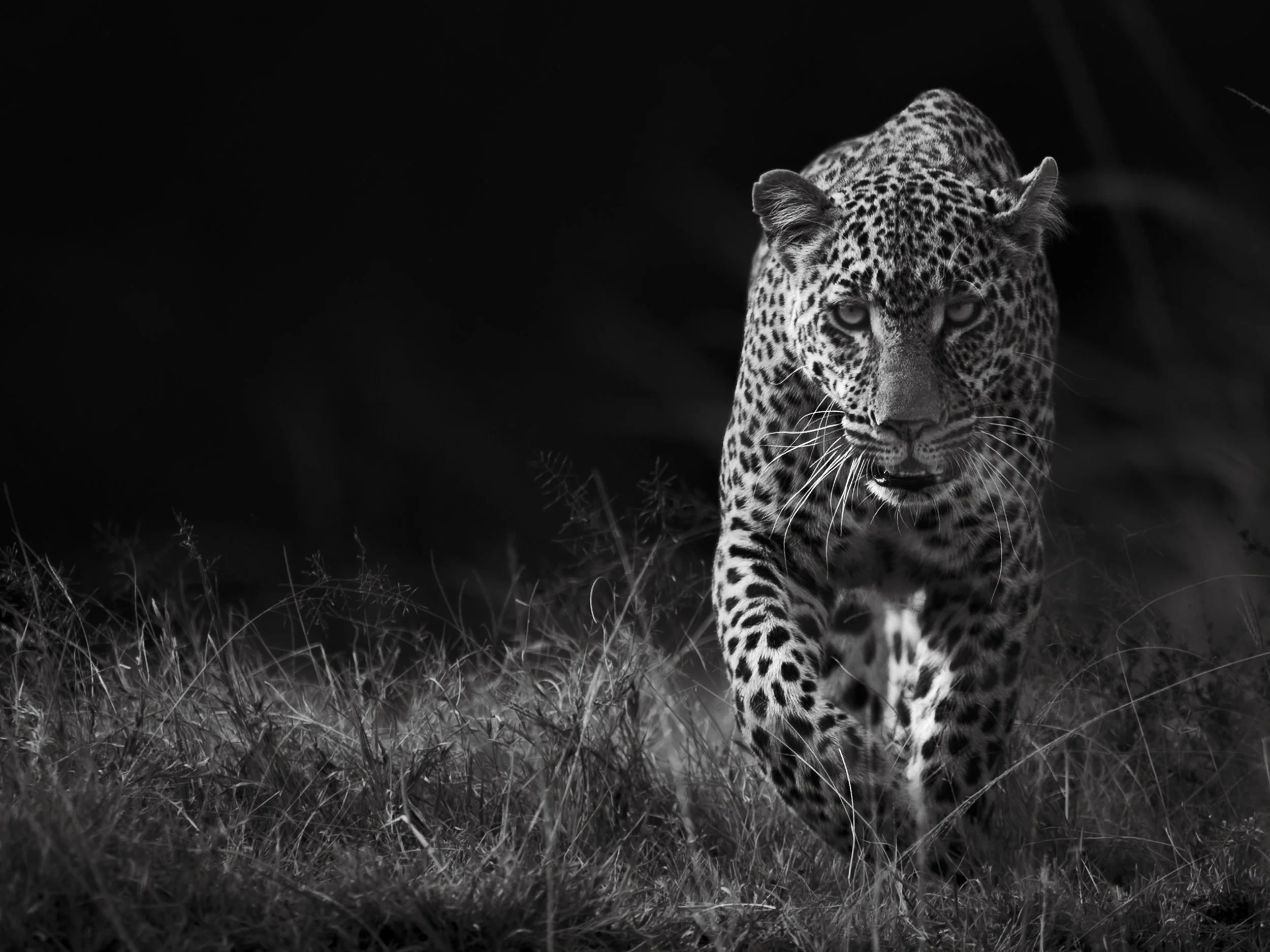 A black and white photograph of a jaguar walking through tall grass in a forested area, with a dark background.