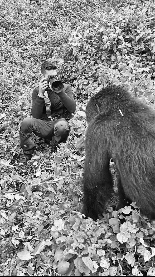 Amish Chhagan photographing a mountain gorilla in the forests of Rwanda