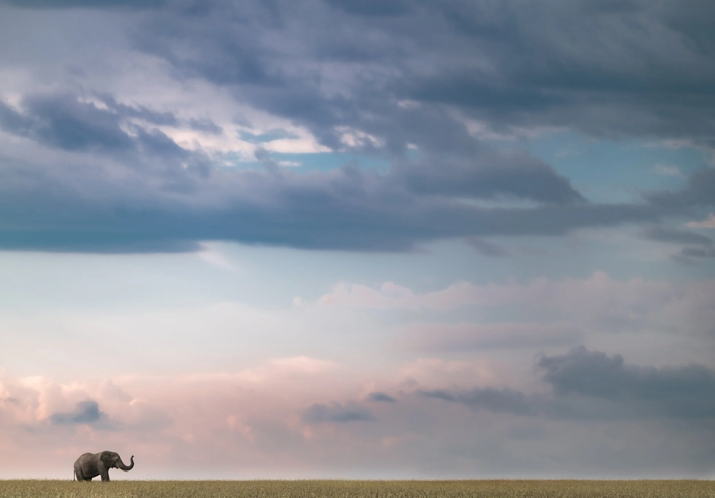 wildlife photography elephant national geographic african safari chags photography by amish chhagan.jpg