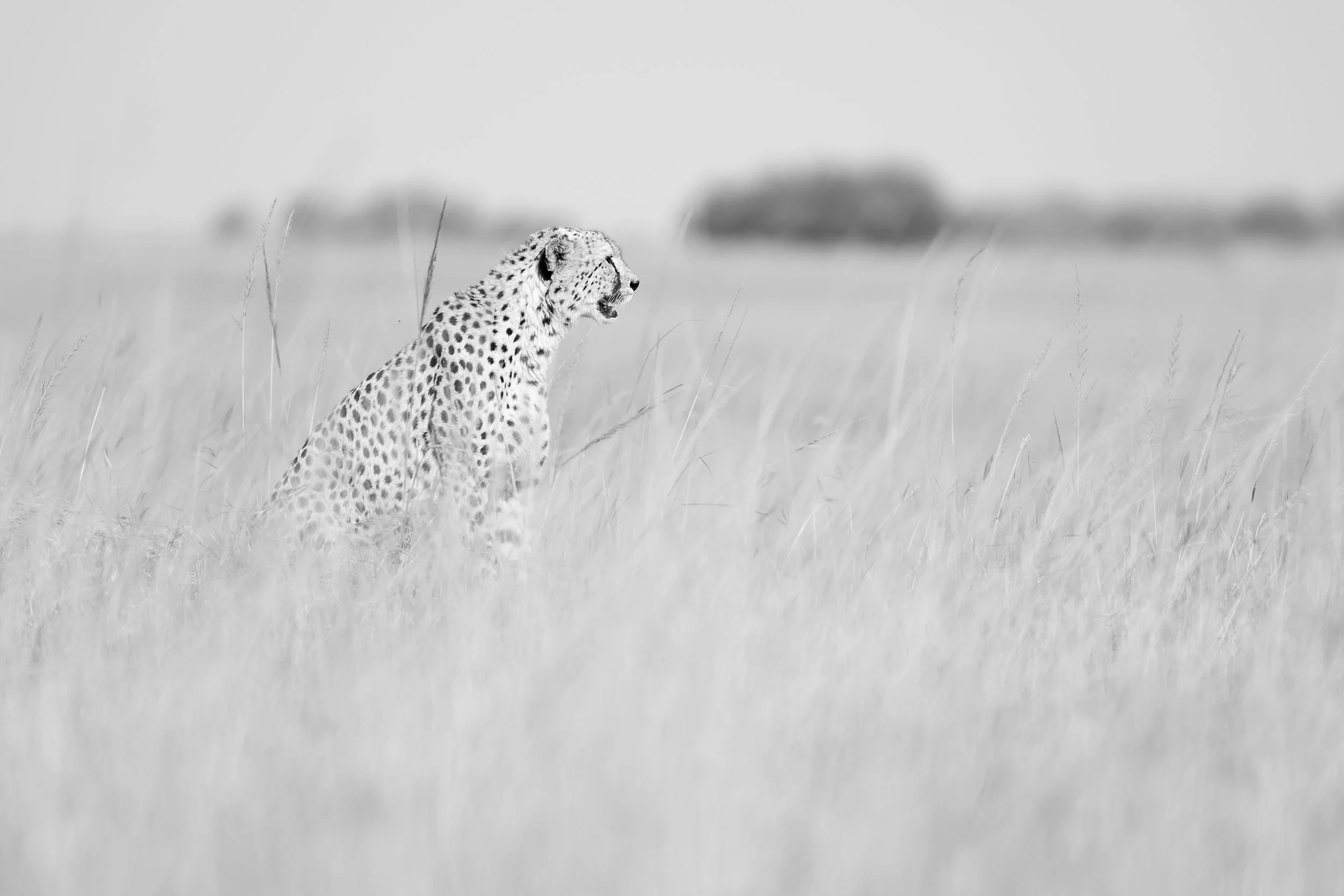 best african wildlife photo safari chags photography by amish chhagan3.jpg