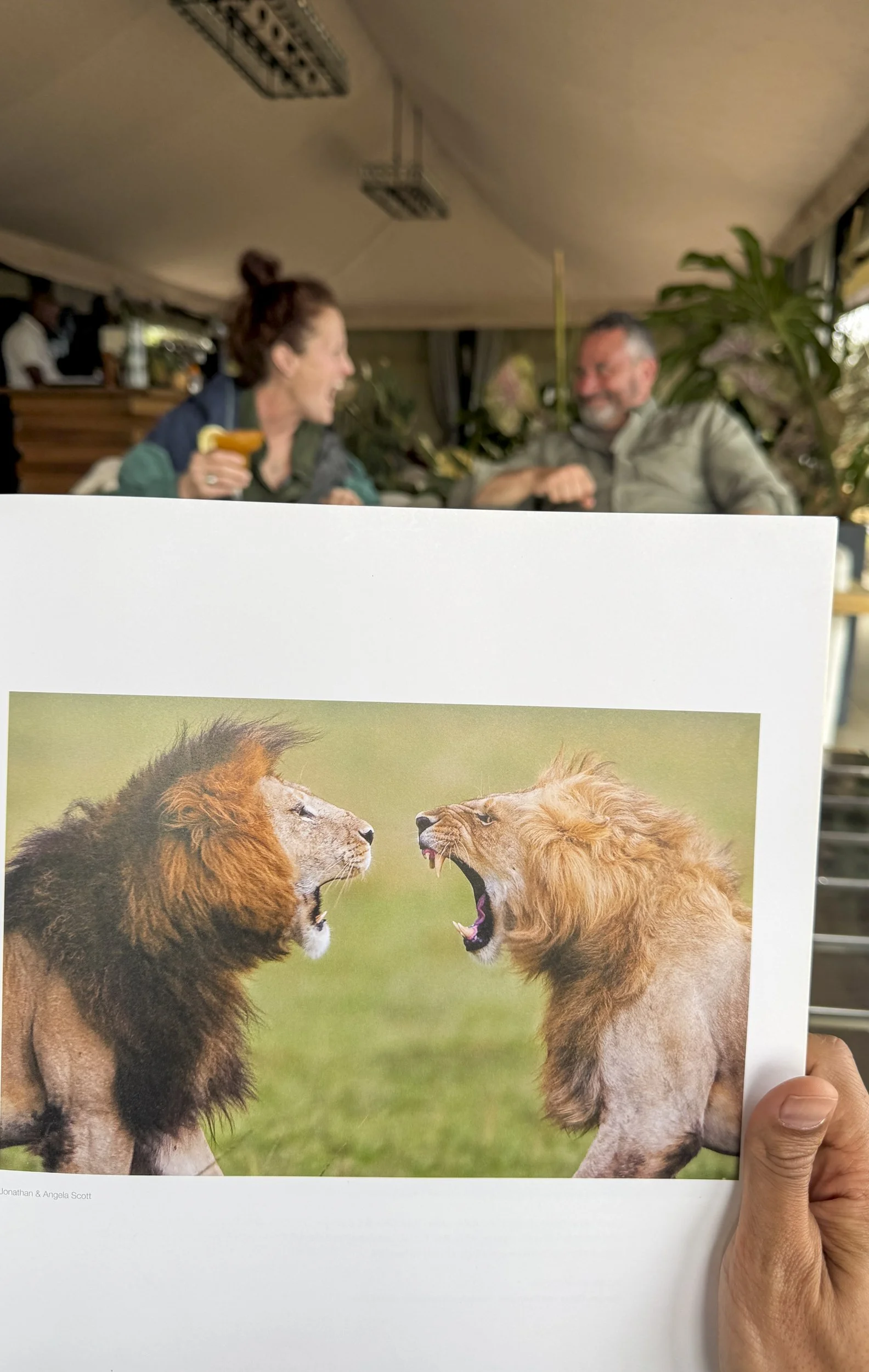 Photograph of two lions facing each other, one with a dark mane and the other with a light mane, showing their open mouths against a green background.