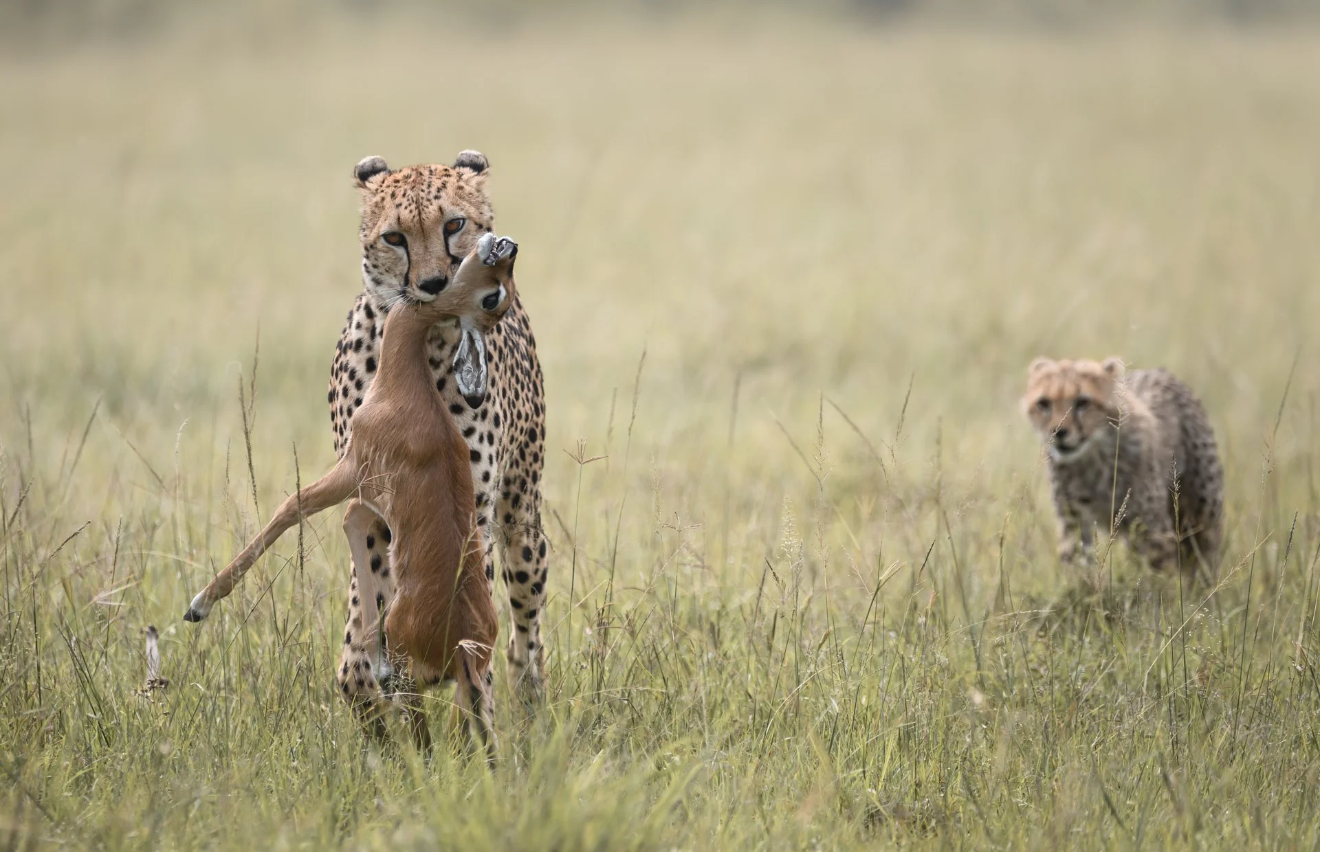 best african wildlife photo safari chags photography by amish chhagan