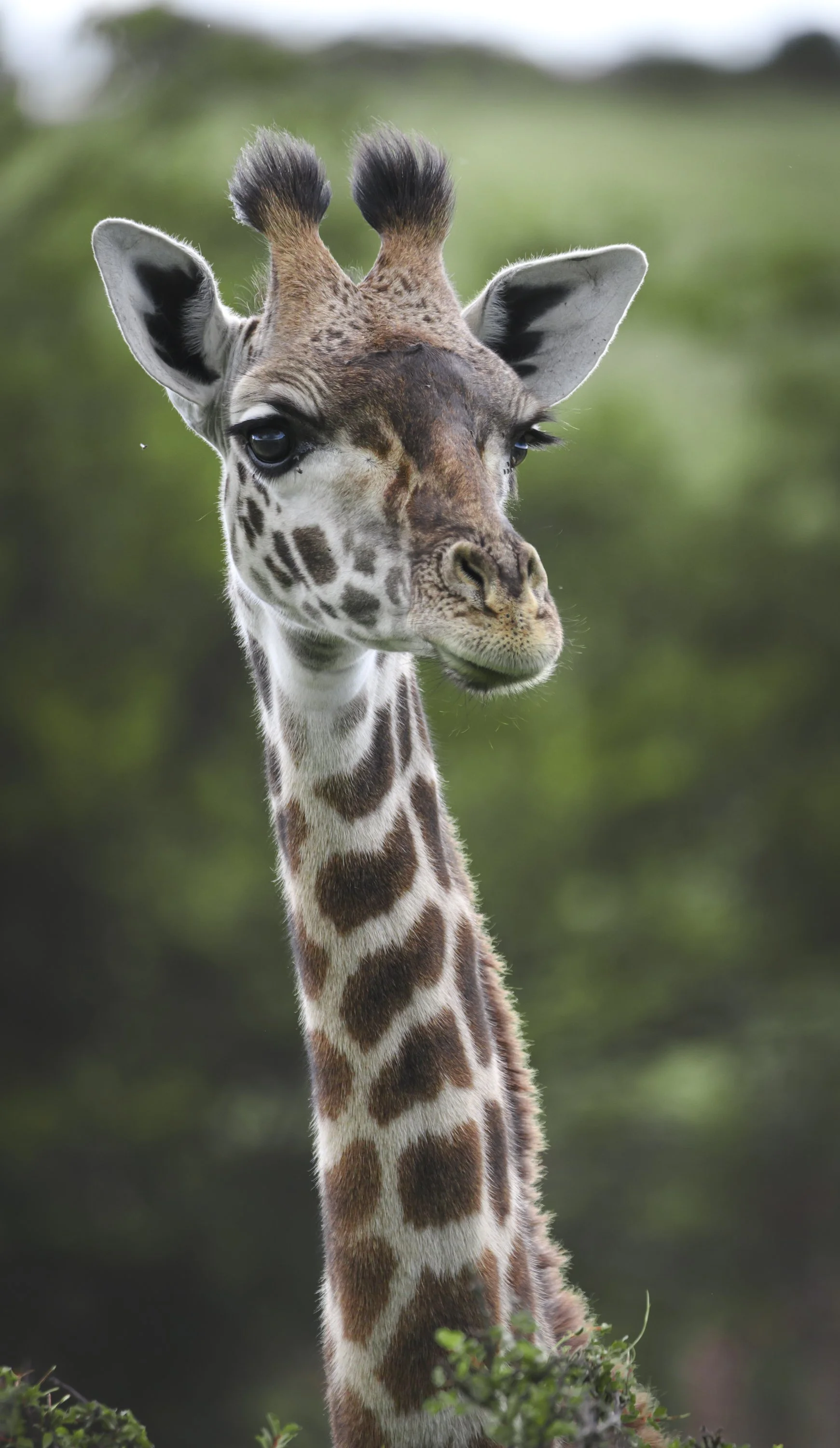 wildlife photography fine art commissioned assignment national geographic chags photography by amish chhagan