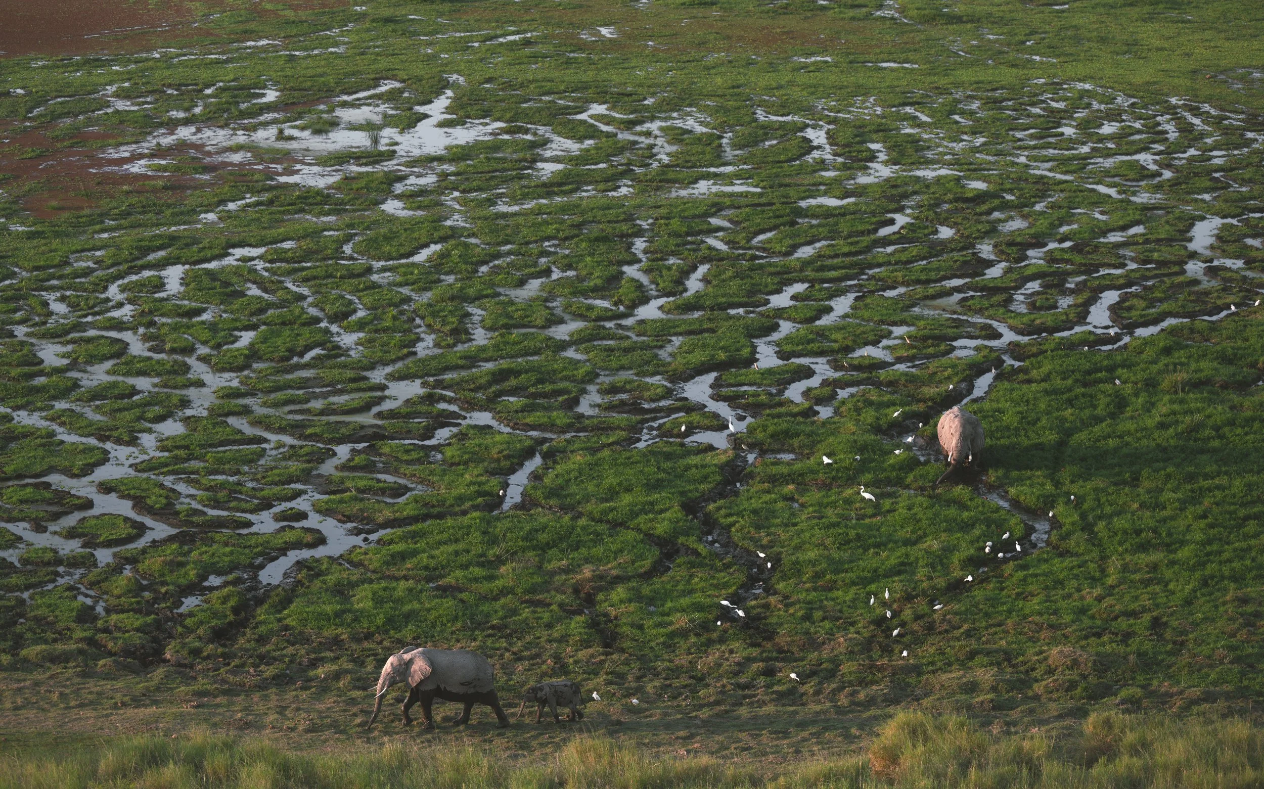 Elephants walking past the water channels of an Amboseli swamp, Kenya. Abstract fine art wildlife photograph by Amish Chhagan, Chags Photography.