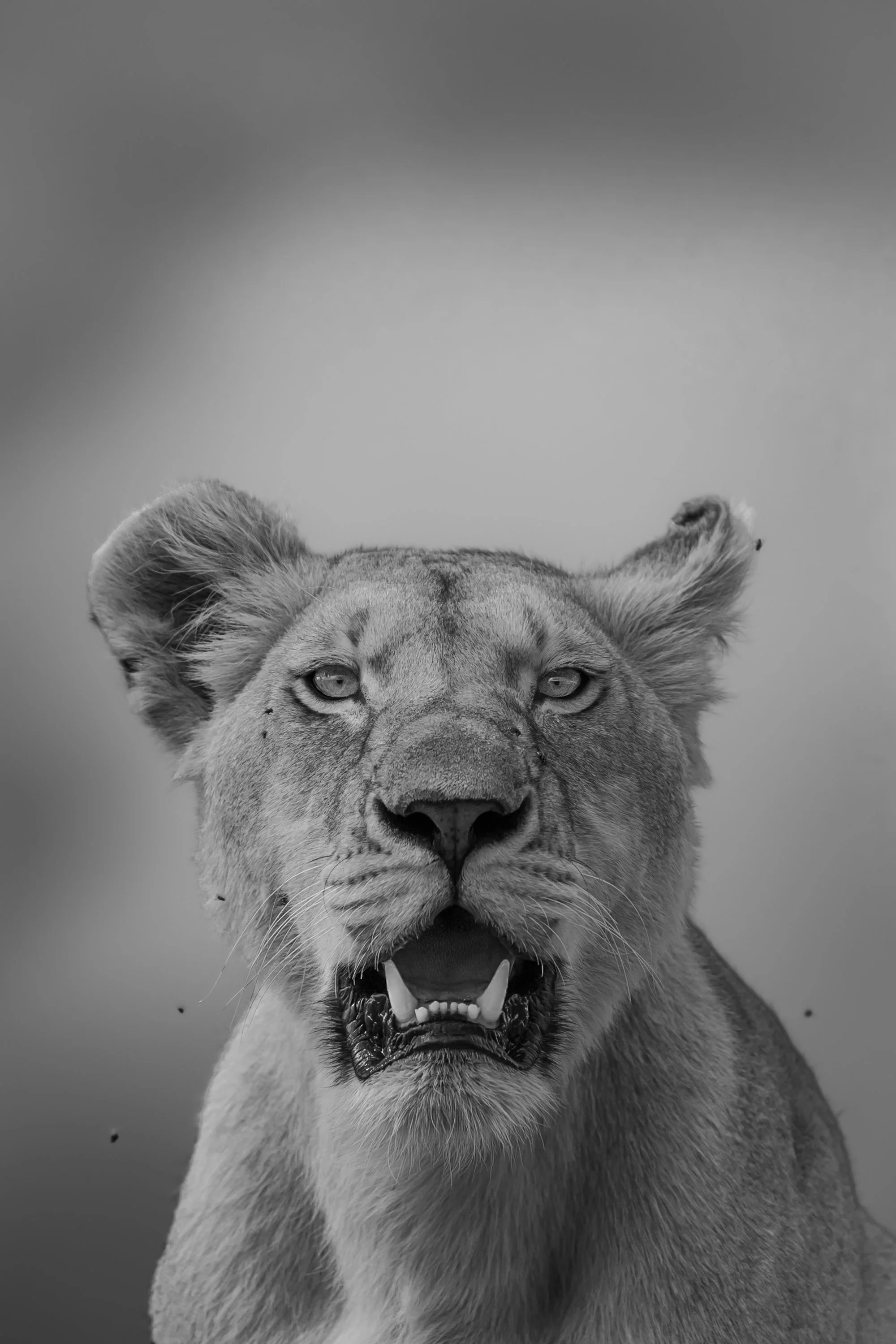Black and white close-up of a lion's head showing the face, mane, and open mouth with teeth visible.