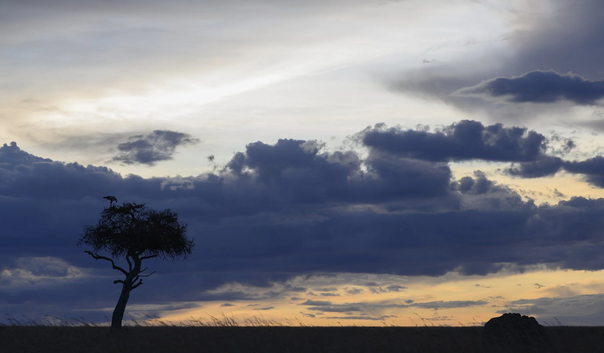 wildlife photography national geographic african safari chags photography by amish chhagan.jpg