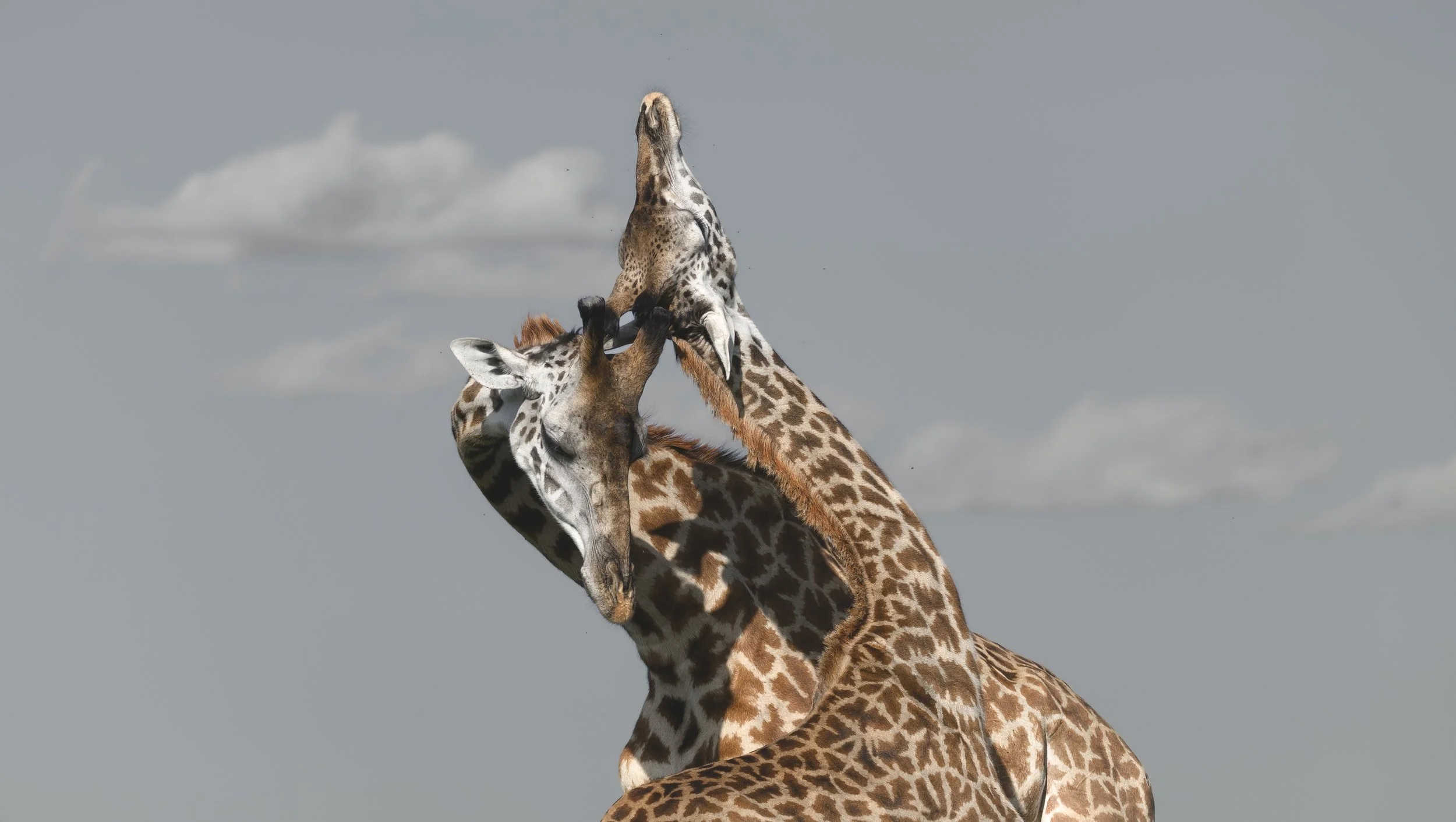 wildlife photography national geographic african safari chags photography by amish chhagan18.jpg