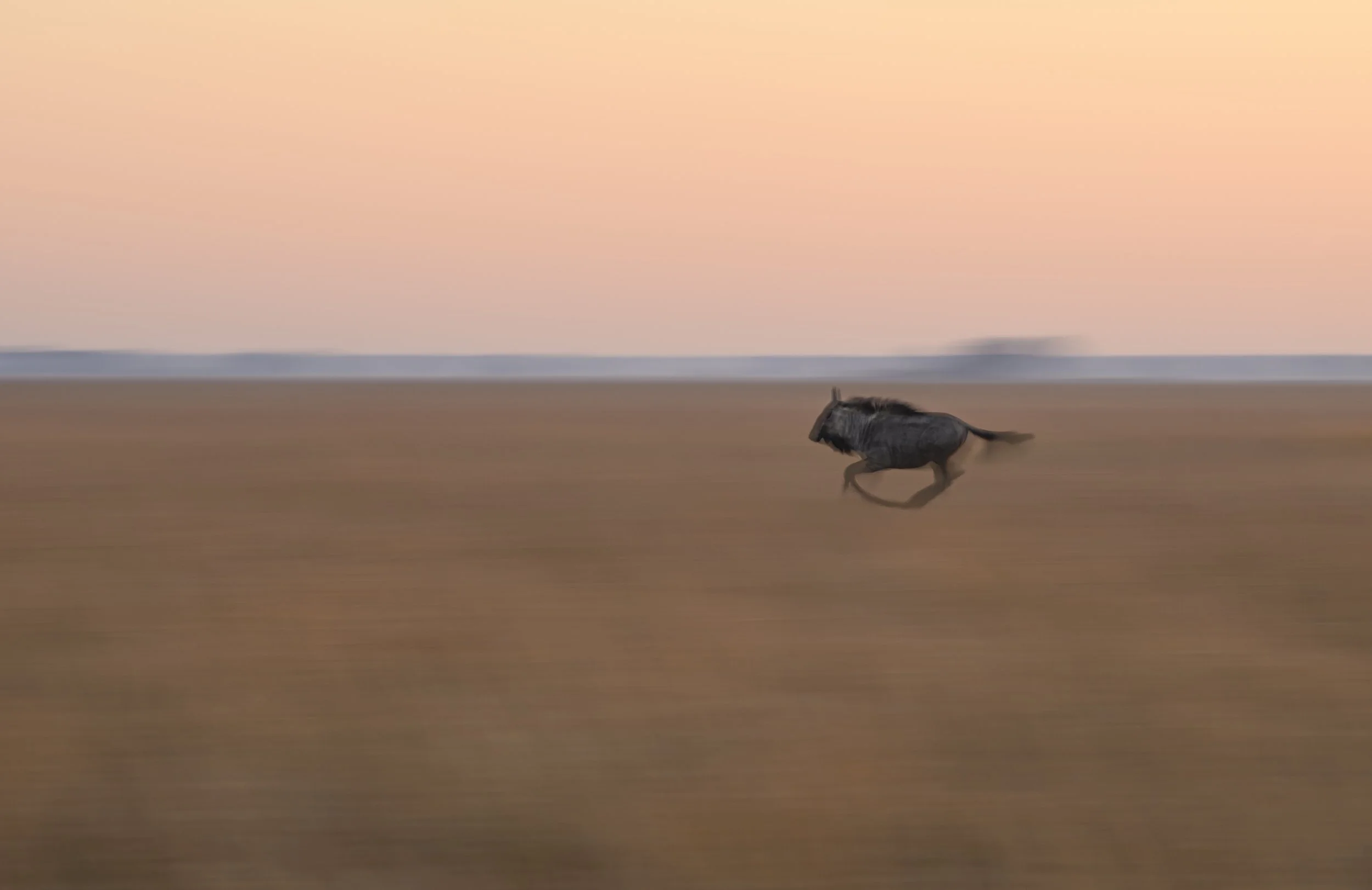 chags photography by amish chhagan fine art prints wildlife photography29.jpg