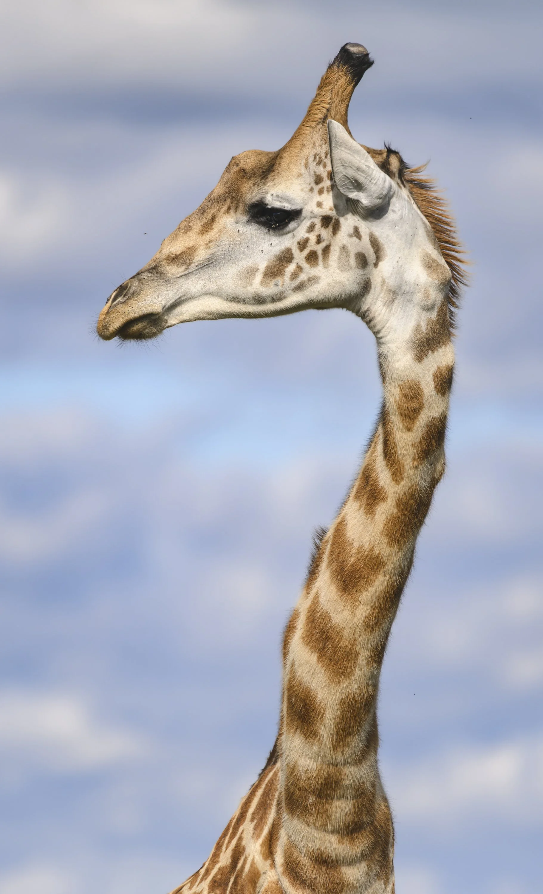 wildlife photography national geographic chags photography by amish chhagan