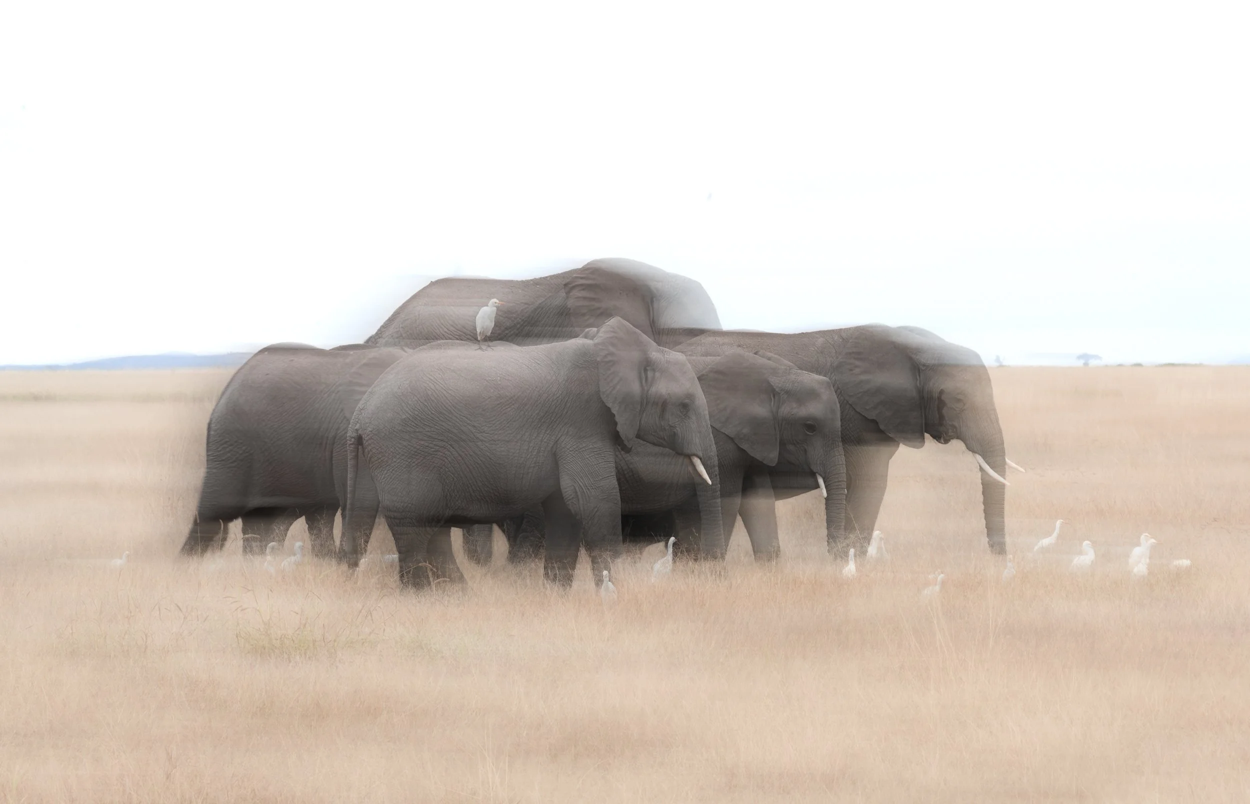 Elephant herd in soft motion blur on pale grassland, Kenya. High-key abstract fine art photograph by Amish Chhagan, Chags Photography.