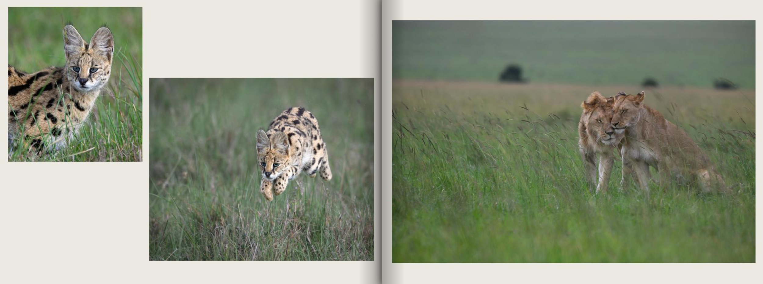 A young wildcat running through grass on the left page; two lions nuzzling each other in tall grass on the right page.