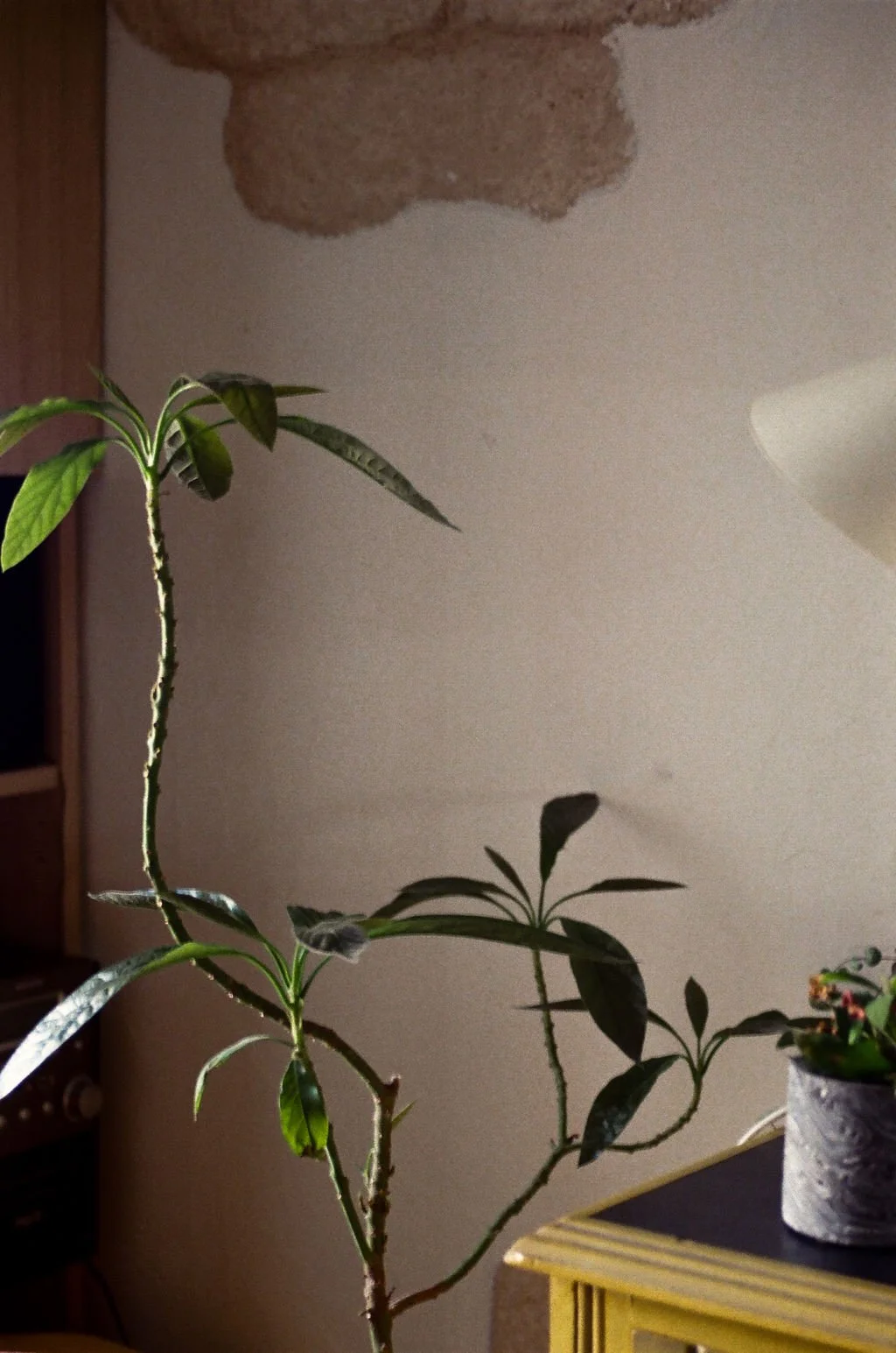 VIRGO FULL MOON - Astrology Meaning &amp; Rituals