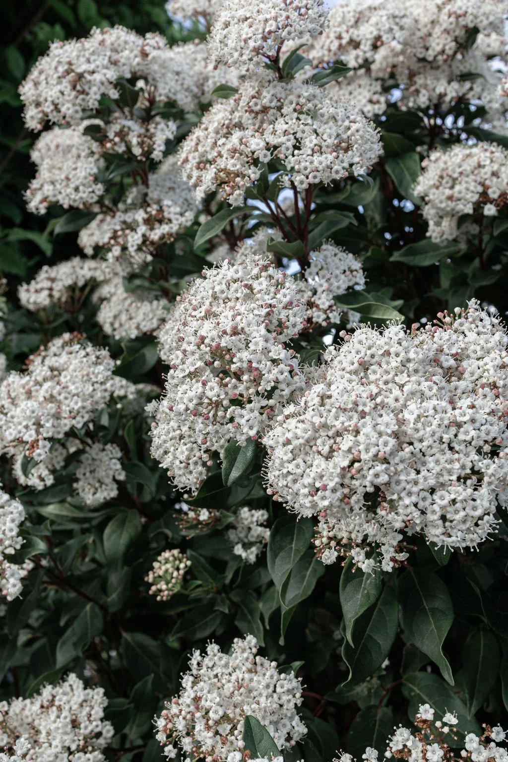 March 2026 Full Moon in Virgo and Total Lunar Eclipse