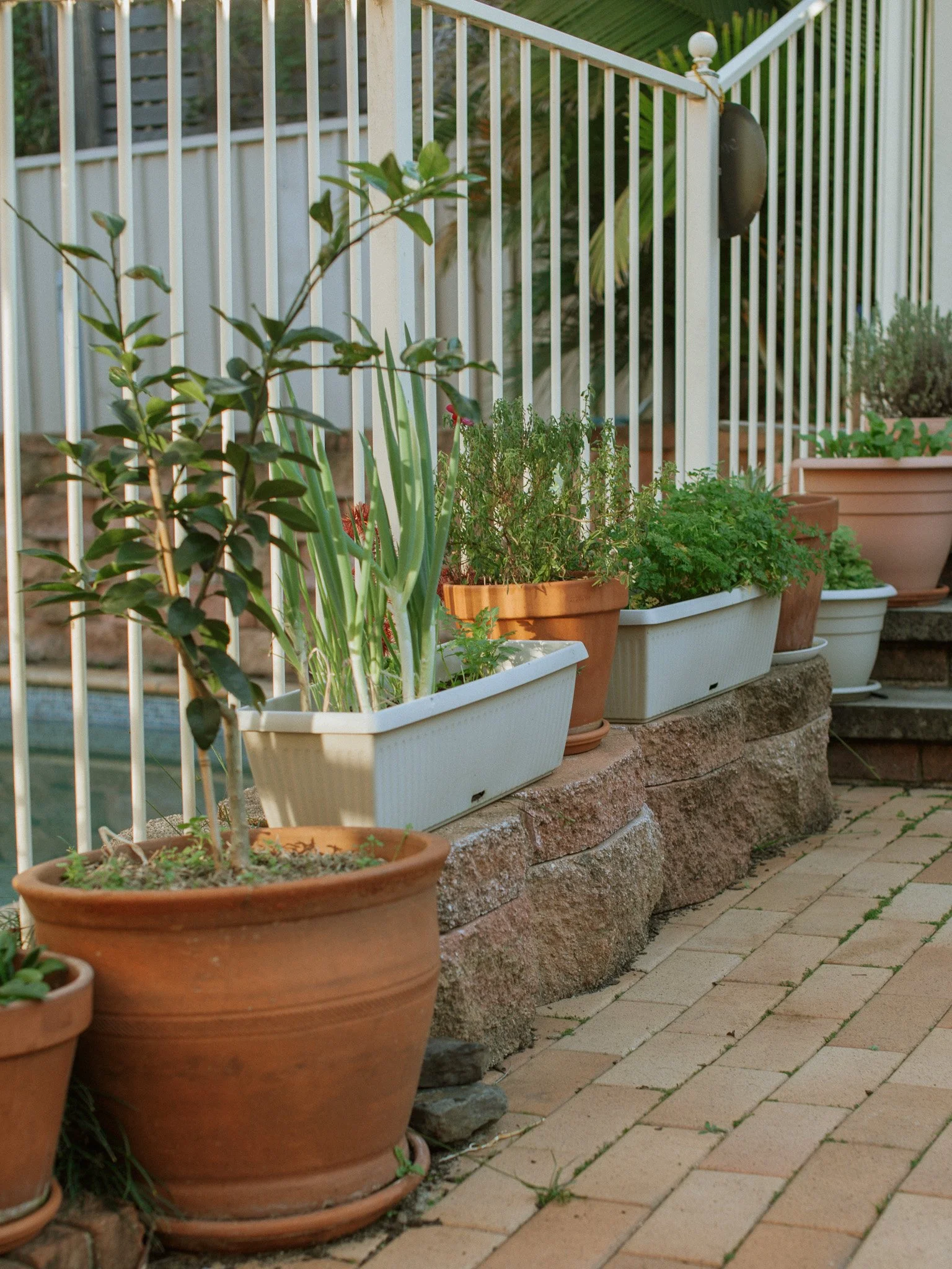 My Tips for Growing a Herb and Vegetable Container Garden
