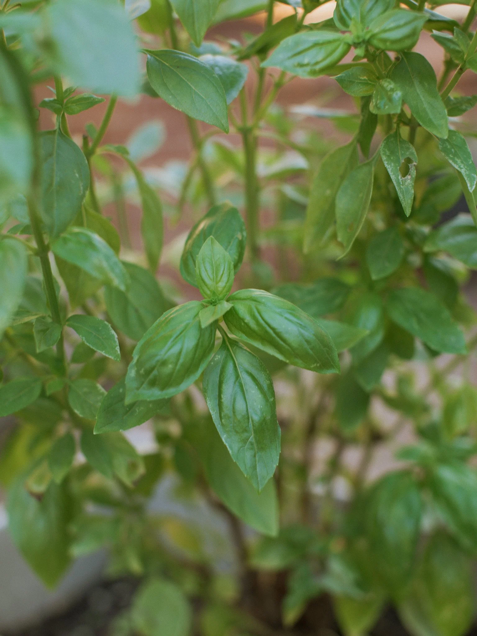 tips-for-growing-a-herb-vegetable-container-garden-luna-mystery-cottage.jpg
