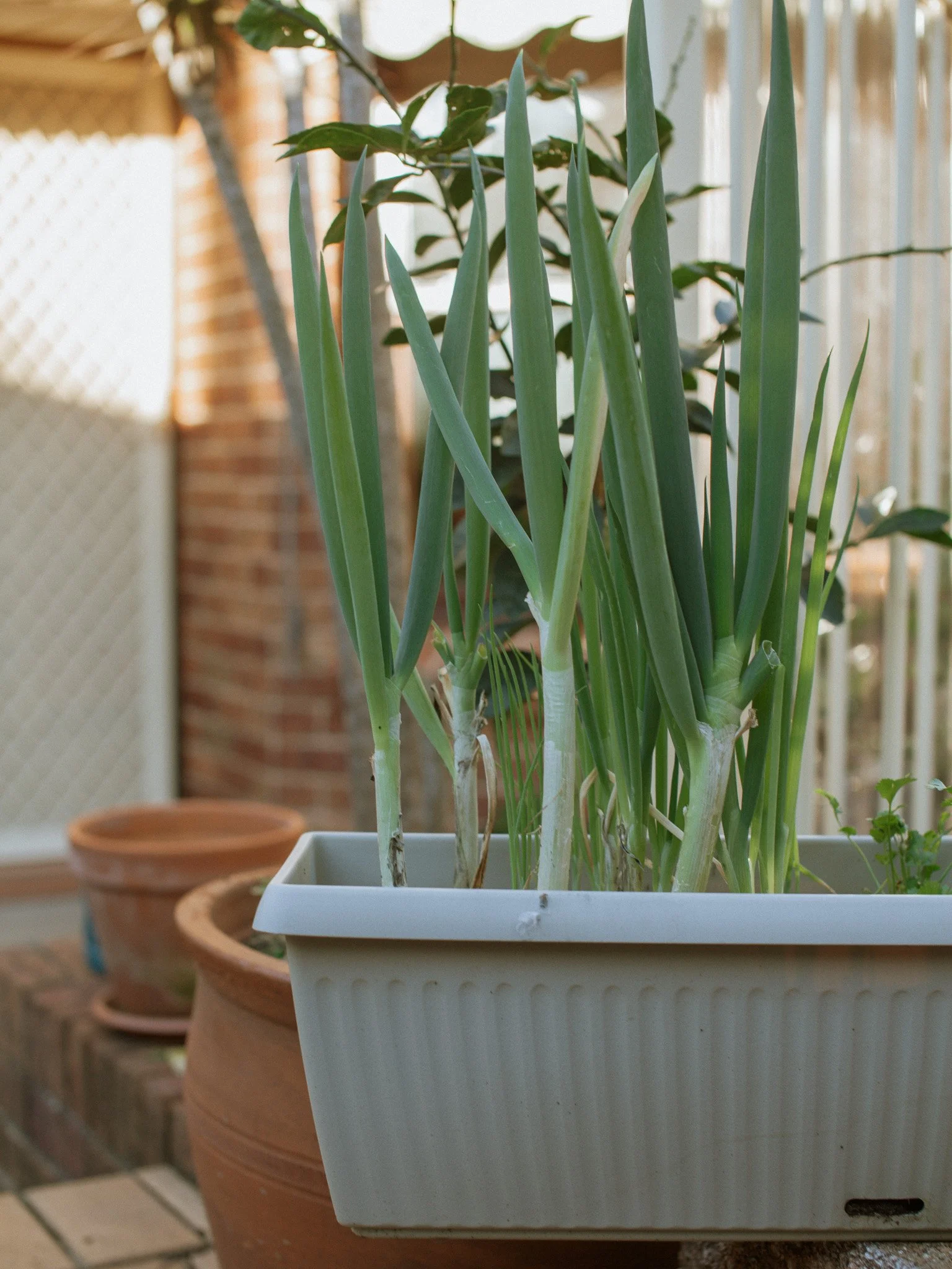 tips-for-growing-a-herb-vegetable-container-garden-luna-mystery-cottage-.jpg