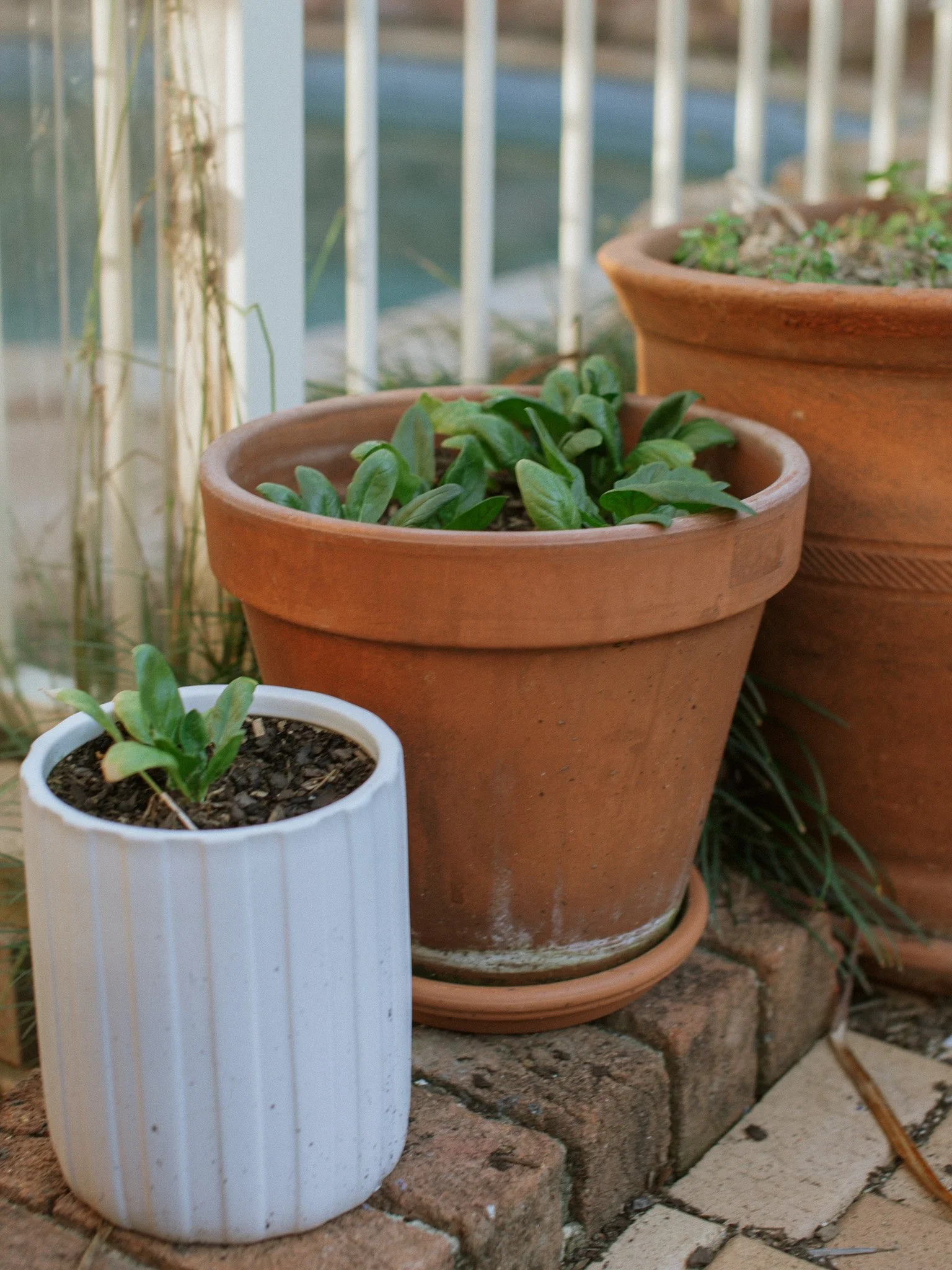 tips-for-growing-a-herb-vegetable-container-garden-luna-mystery-cottage-baby-spinach.jpg