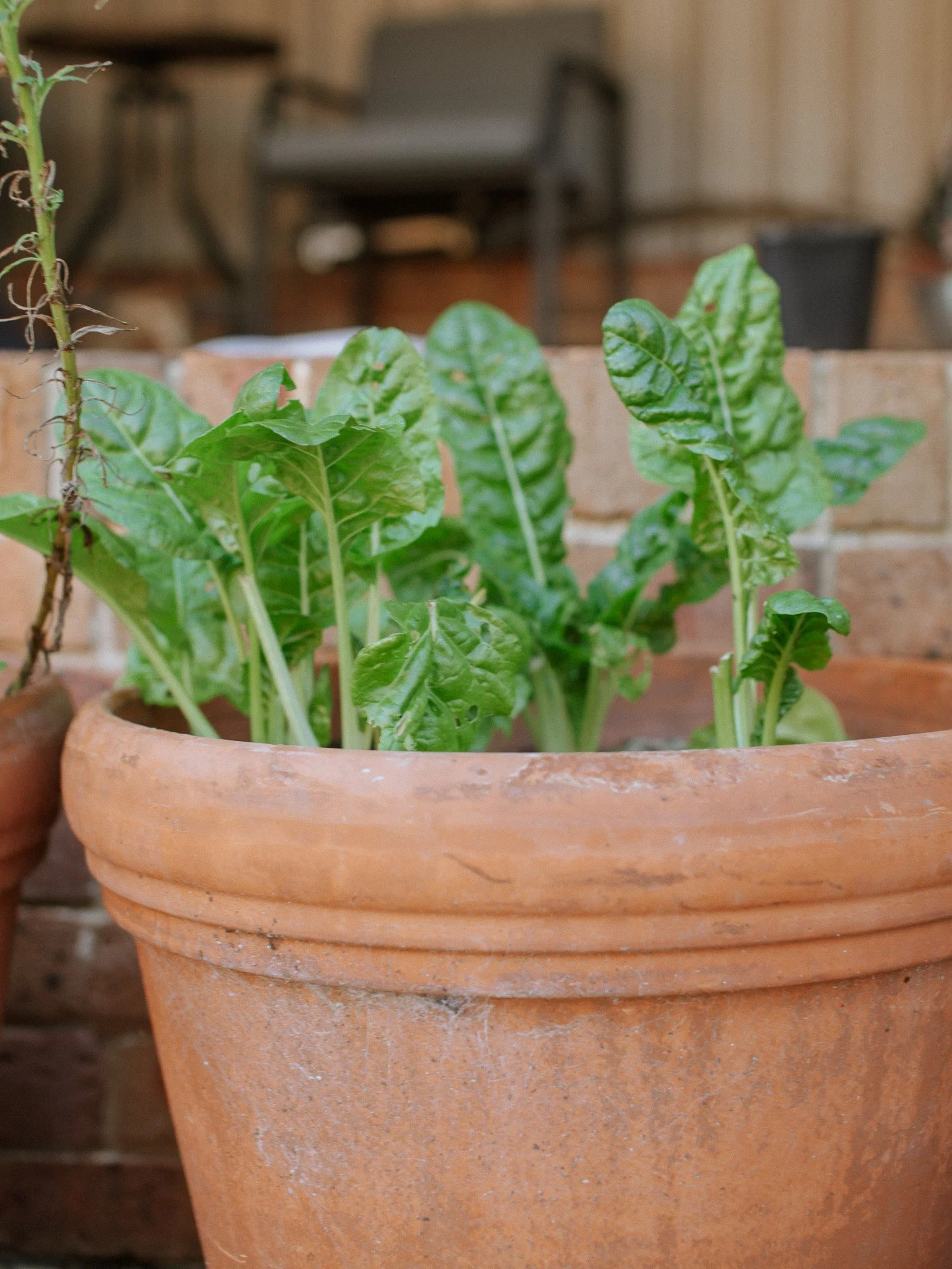 tips-for-growing-a-herb-vegetable-container-garden-luna-mystery-cottage-silverbeet.jpg