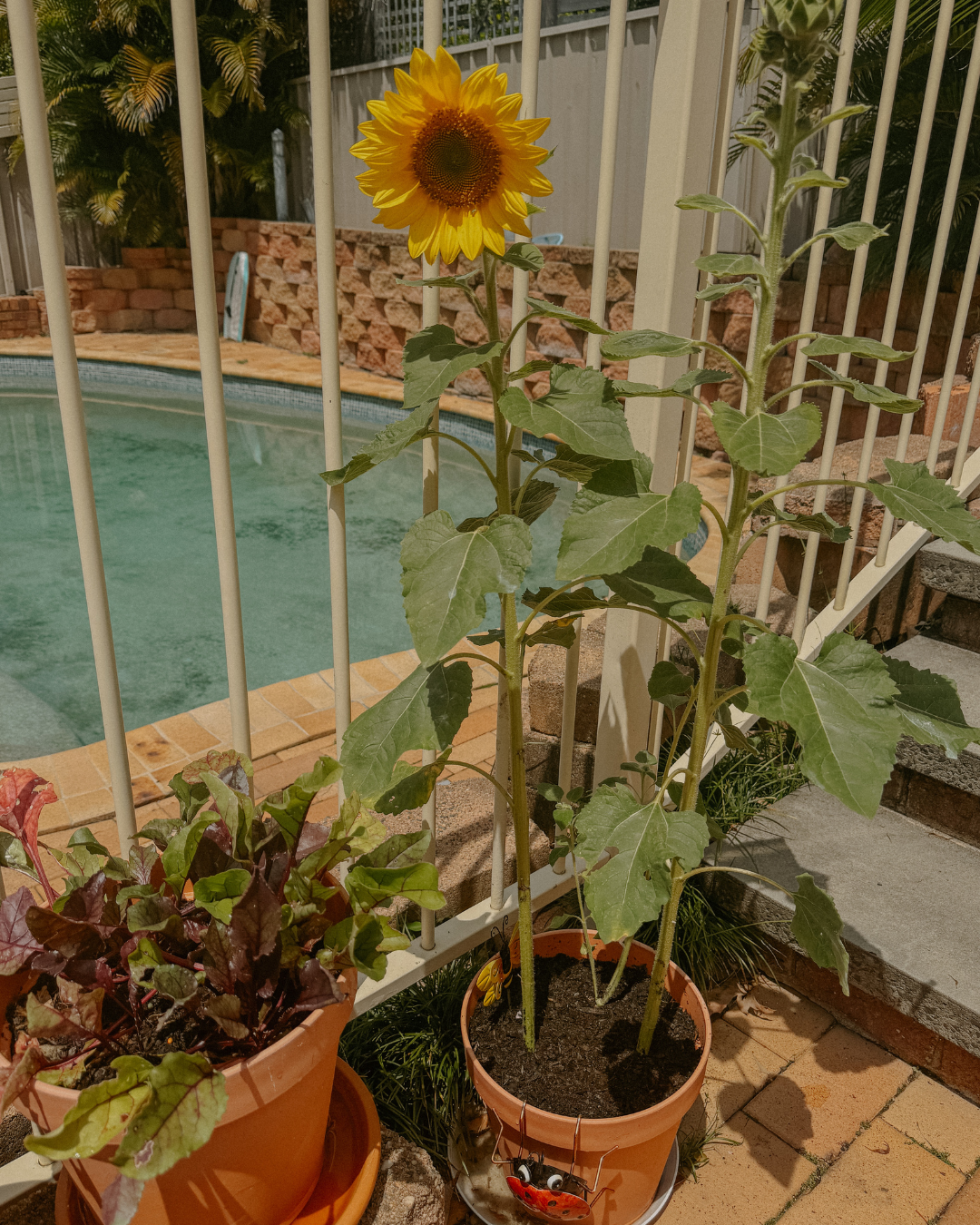 Luna-mystery-cottage-garden-blog-growing-cut-flower-container-garden-sunflower.png