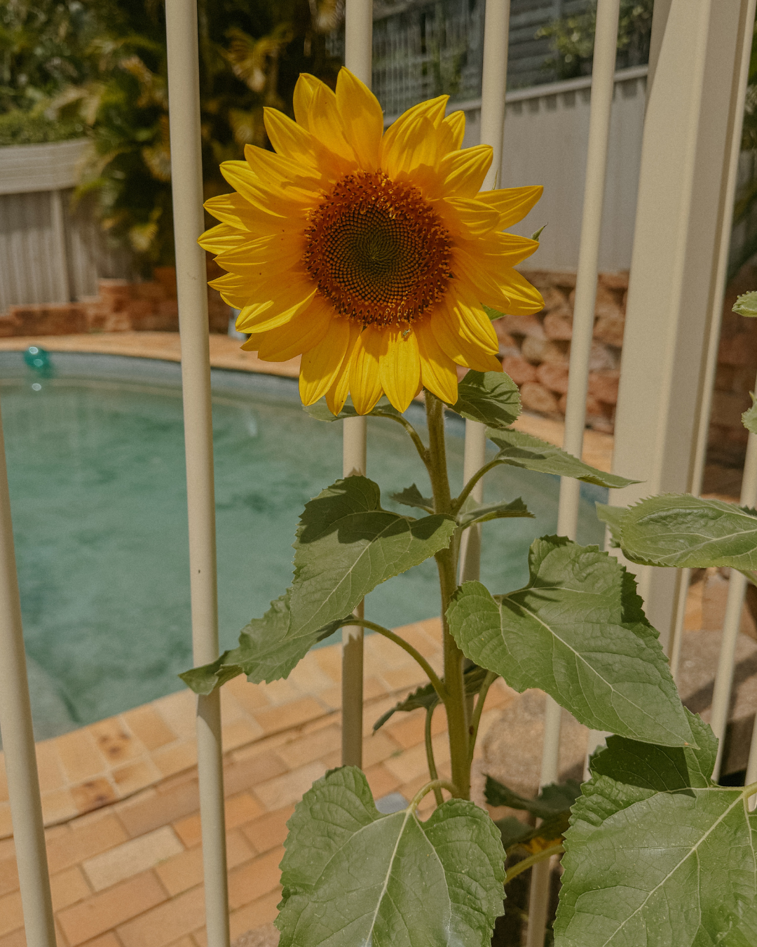 Growing Cut Flowers in Containers: What Has Worked for Me