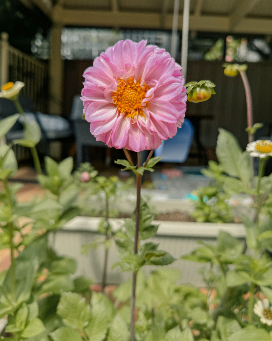 Lovely pink dahlia