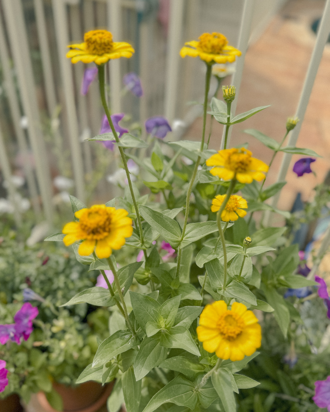 Yellow zinnia flowers