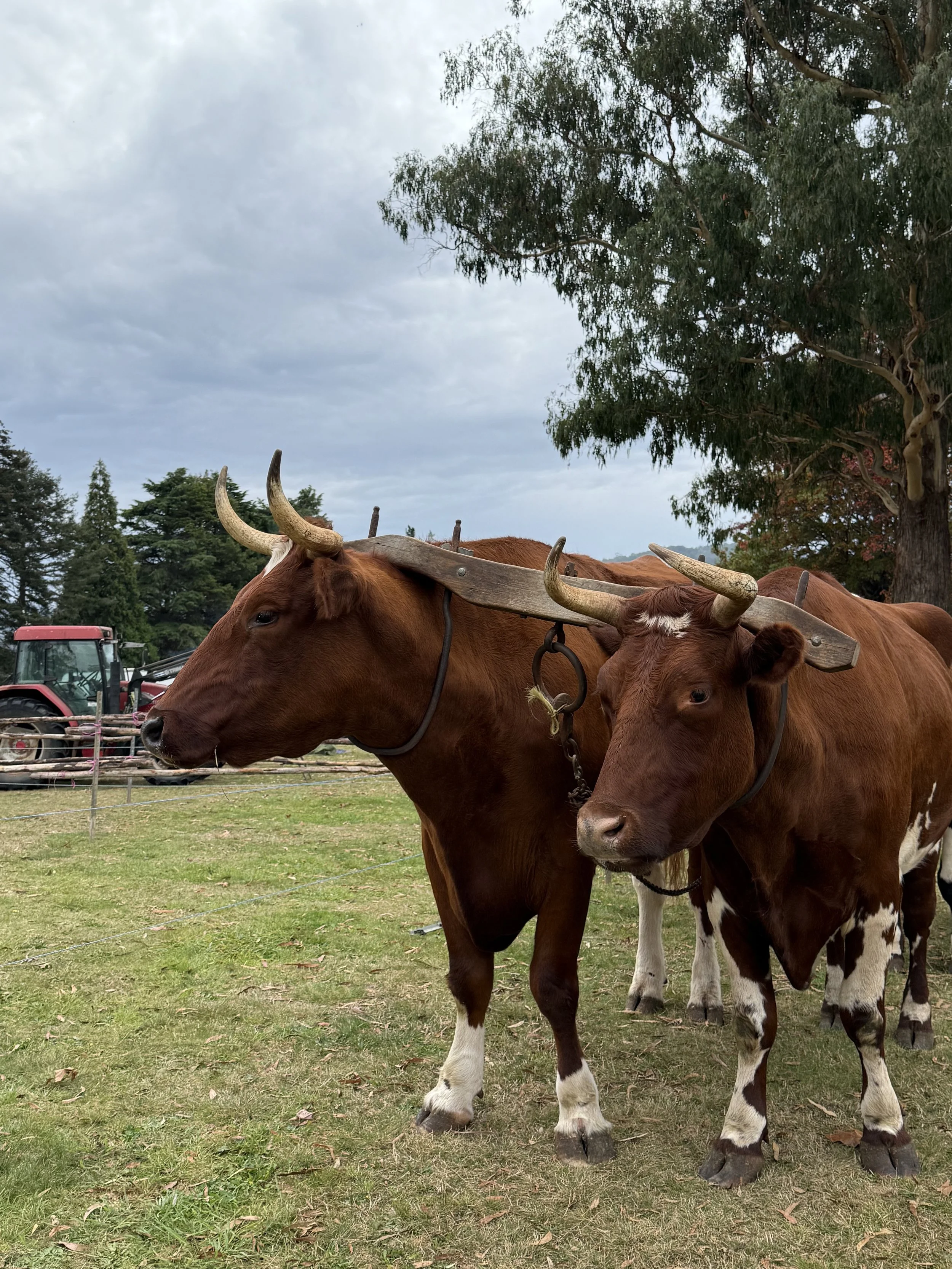 The symbol for Taurus is the bull.
