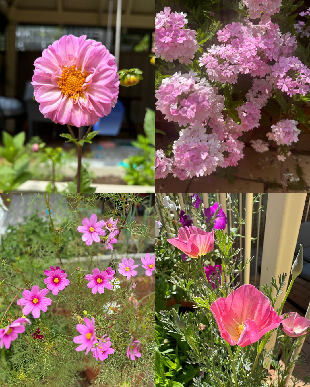 Slow Living in Summer pink flowers