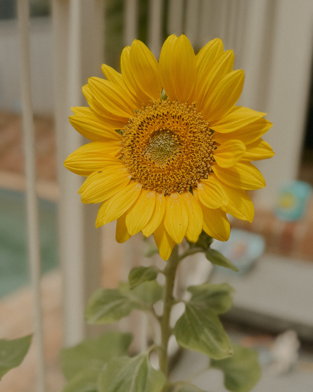 Growing Cut Flowers in Containers: What Has Worked for Me