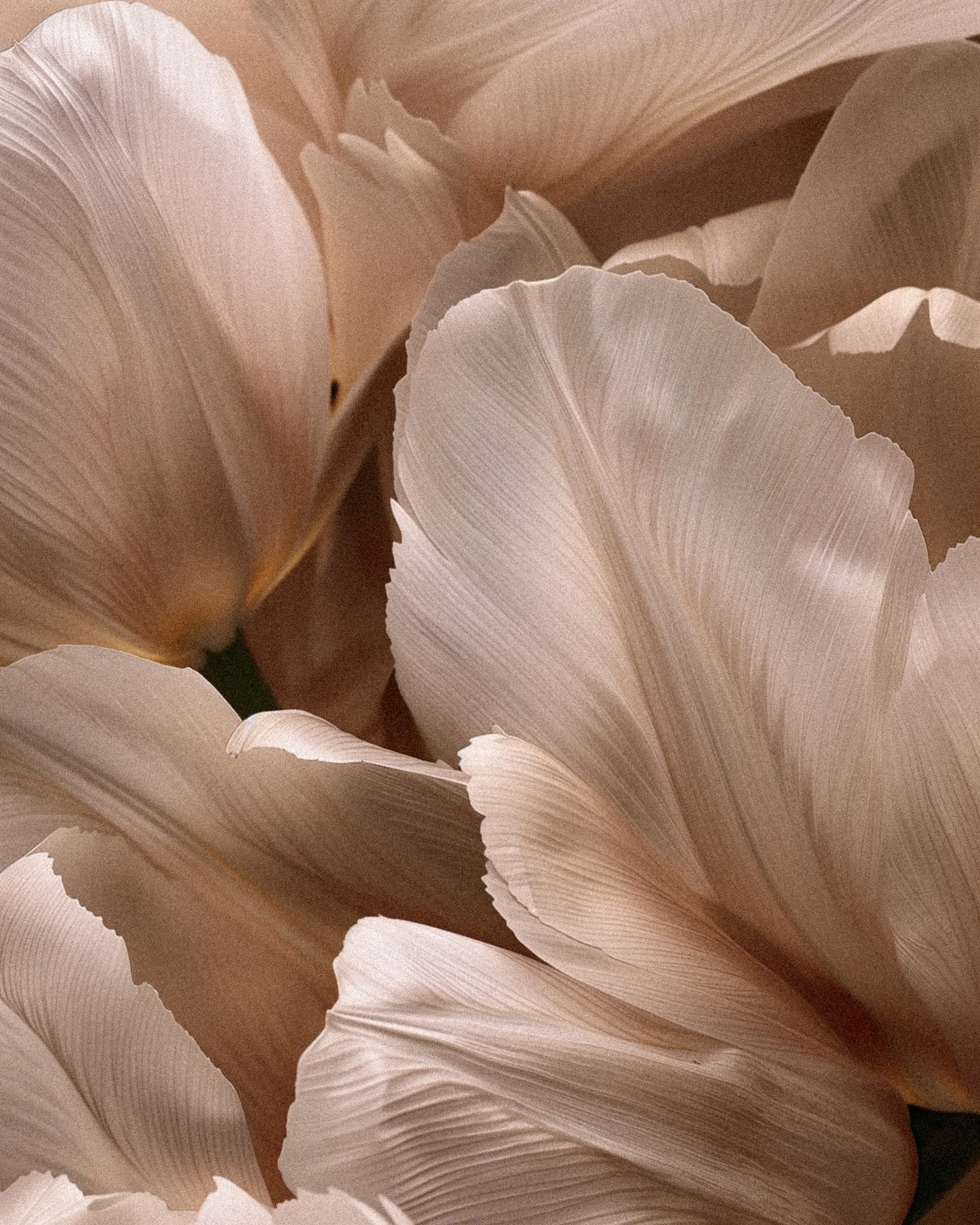 Soul Evolution Astrology Reading (Pre-Recorded)