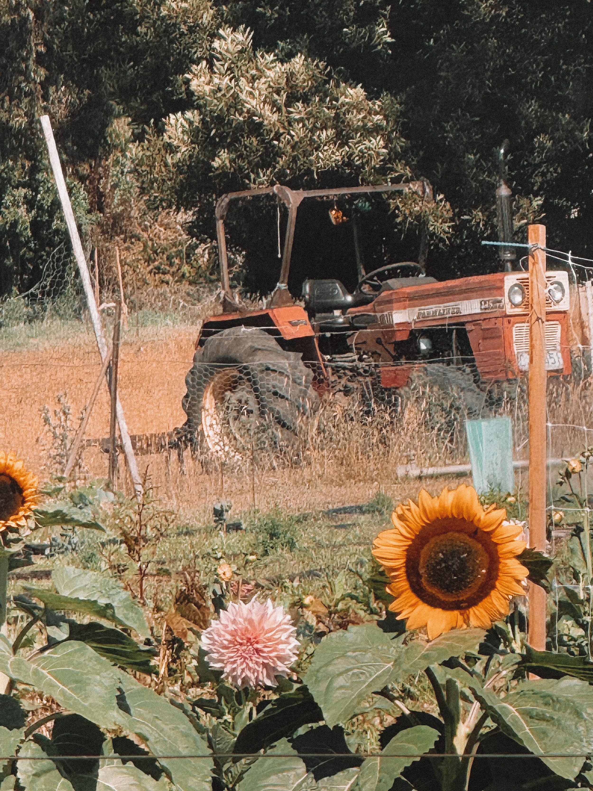 Taurus Zodiac Sign Archetype of The Farmer