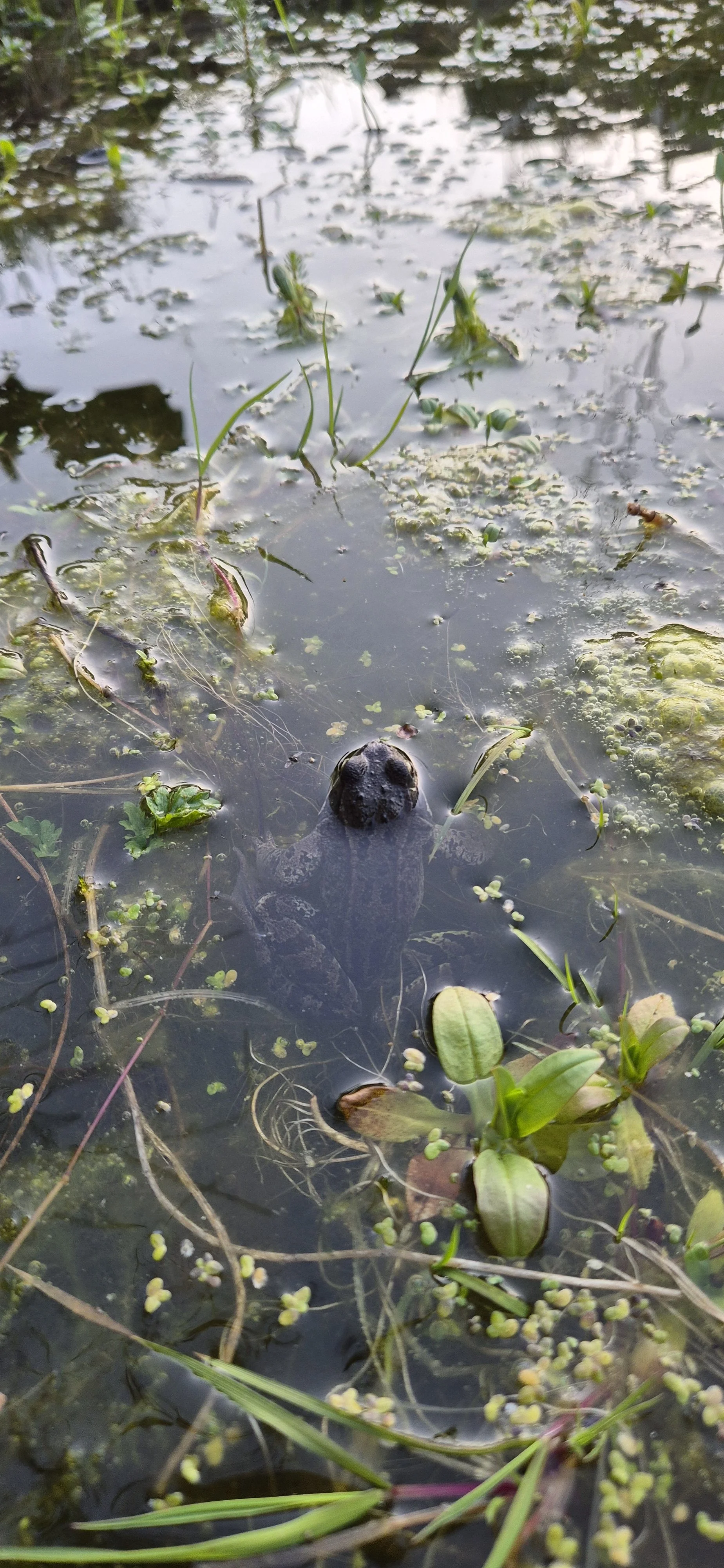 Frog in a wildlife pond we built, Norton Lees Sheffield