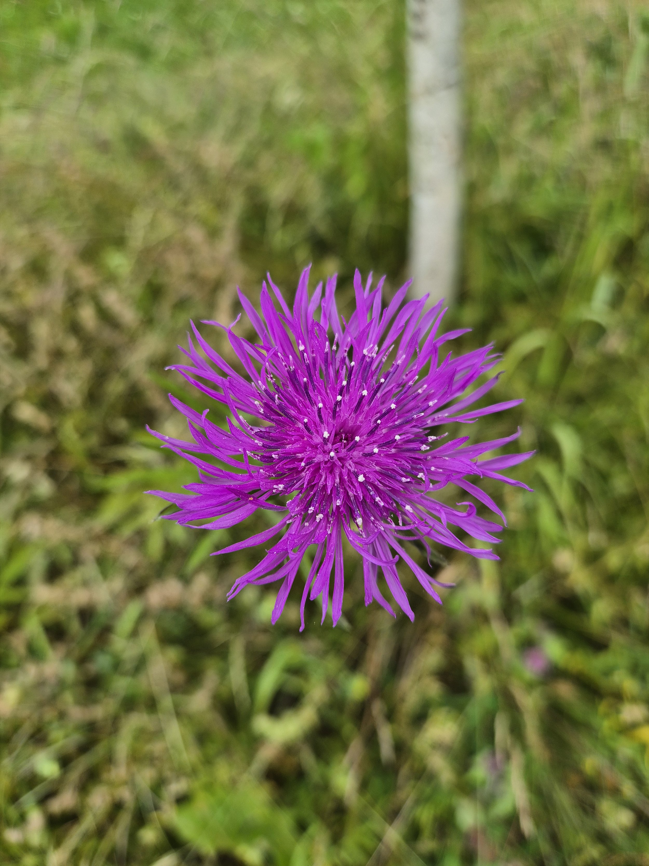 Knapweed