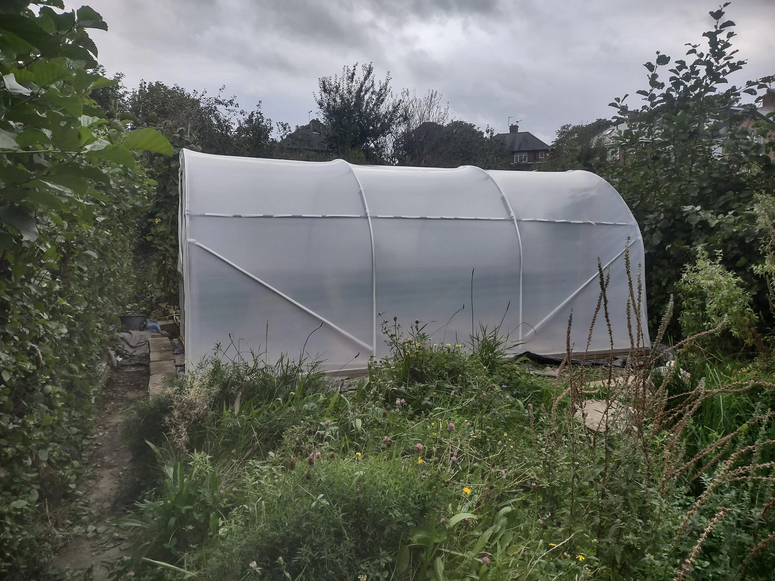 Polytunnel, Norton Lees