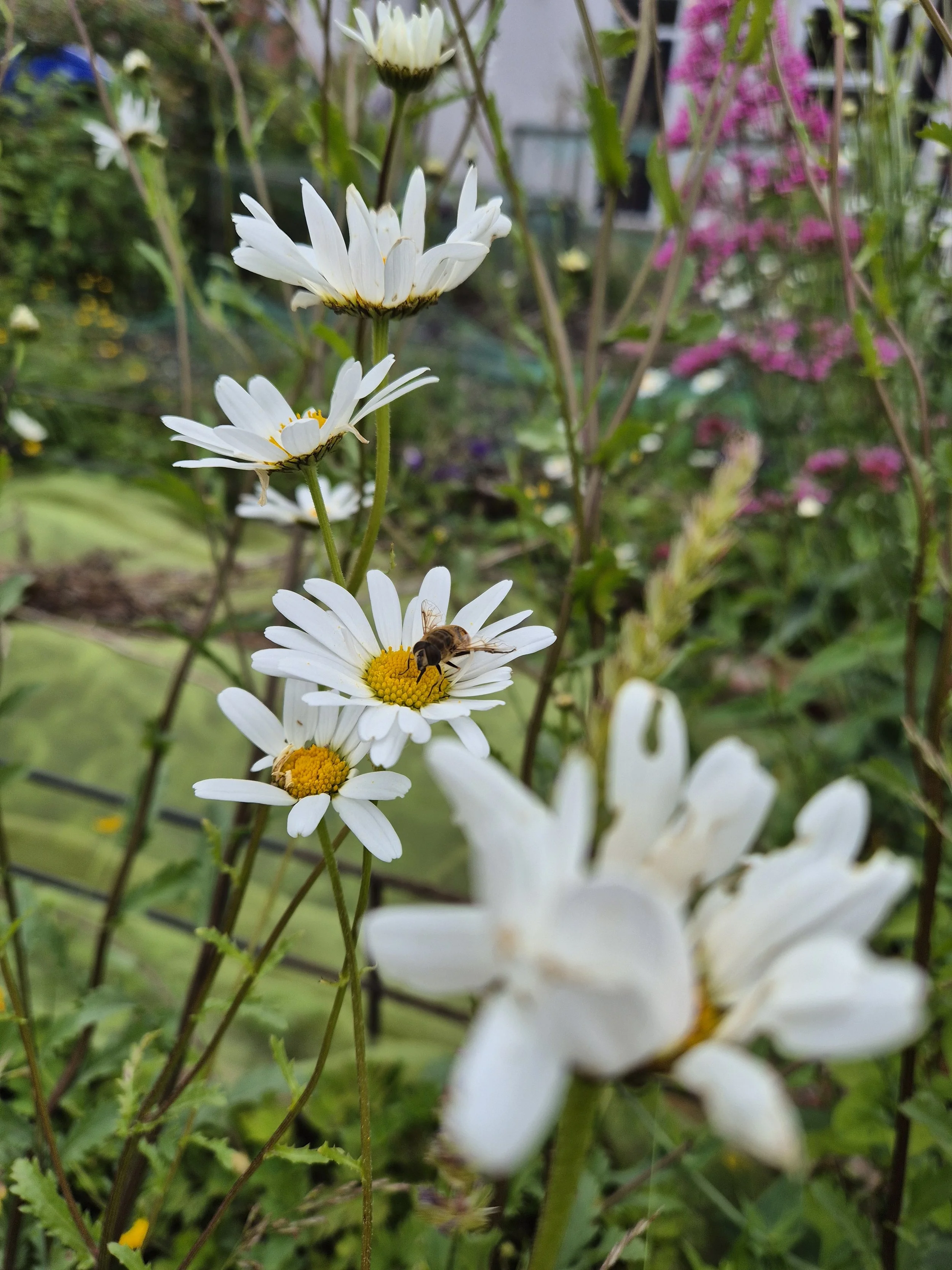 Oxeye Daisy