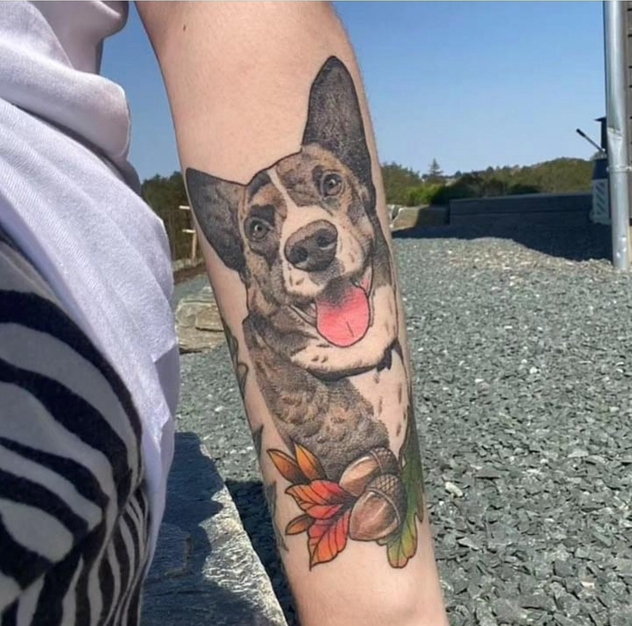 Healed tattoo by Christine. For bookings: christine.letsbuzz@gmail.com @christine_pang #letsbuzz #letsbuzzbergen #letsbuzztattoo #bergen #bergennorway #tattoobergen  #norwegiantattooers #tattoo #tattooinspiration  #dogportrait #healedtattoo