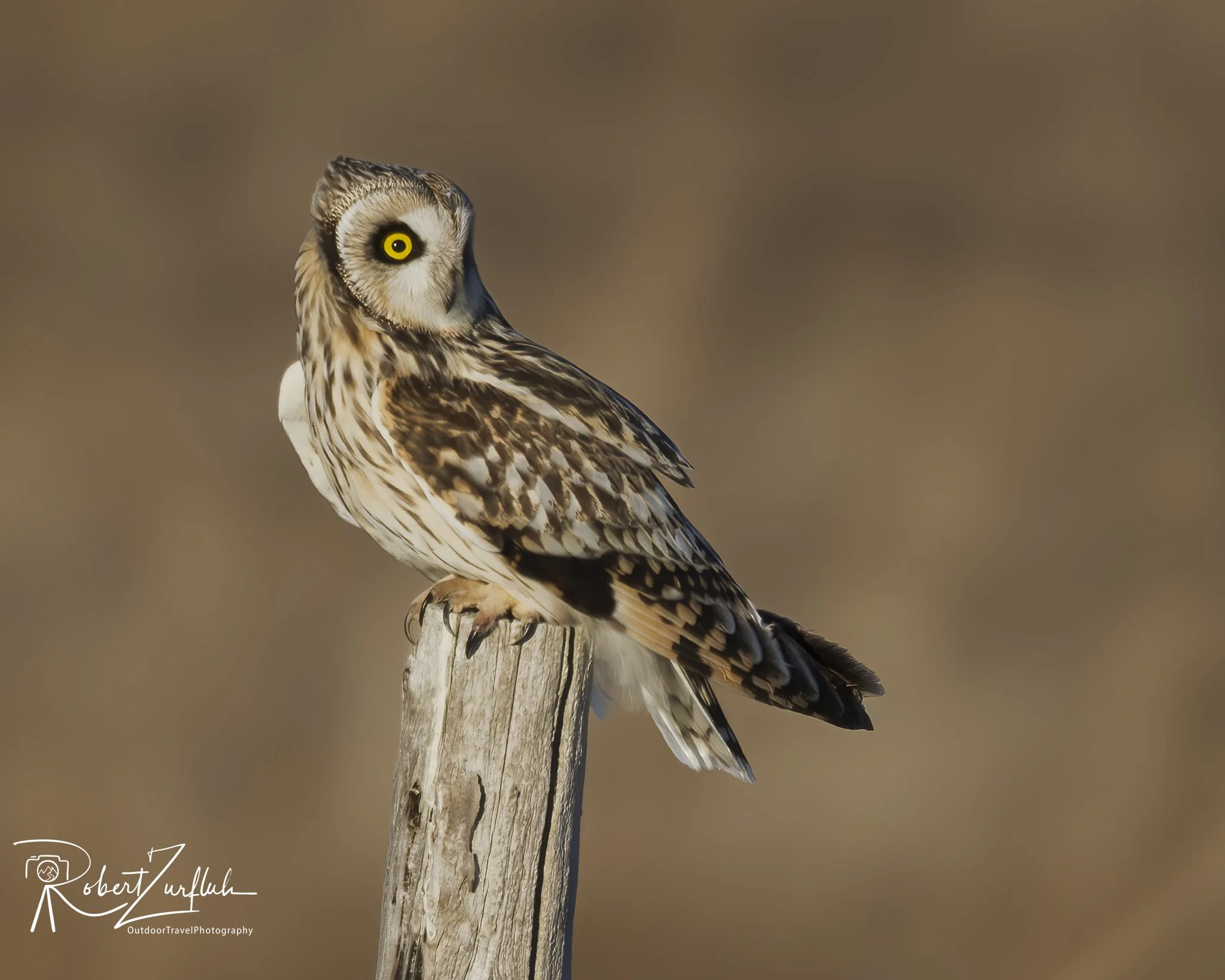 Short Eared Owl 2025.jpg
